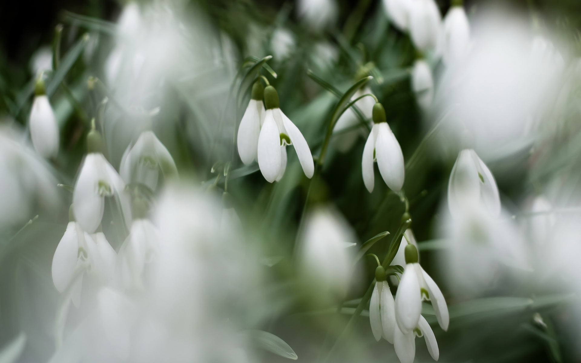 小清新,清新淡雅,植物,绿色,白花,儿童桌面专用