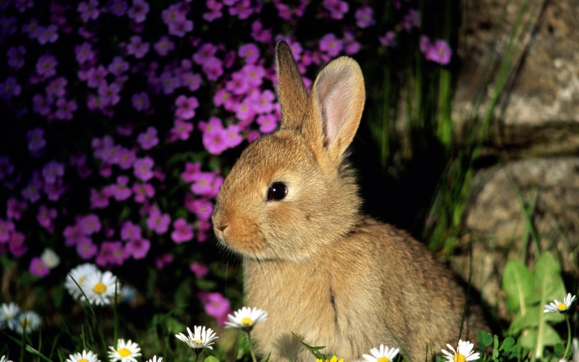 高清,动物,2012Y十一月11D,儿童桌面专用