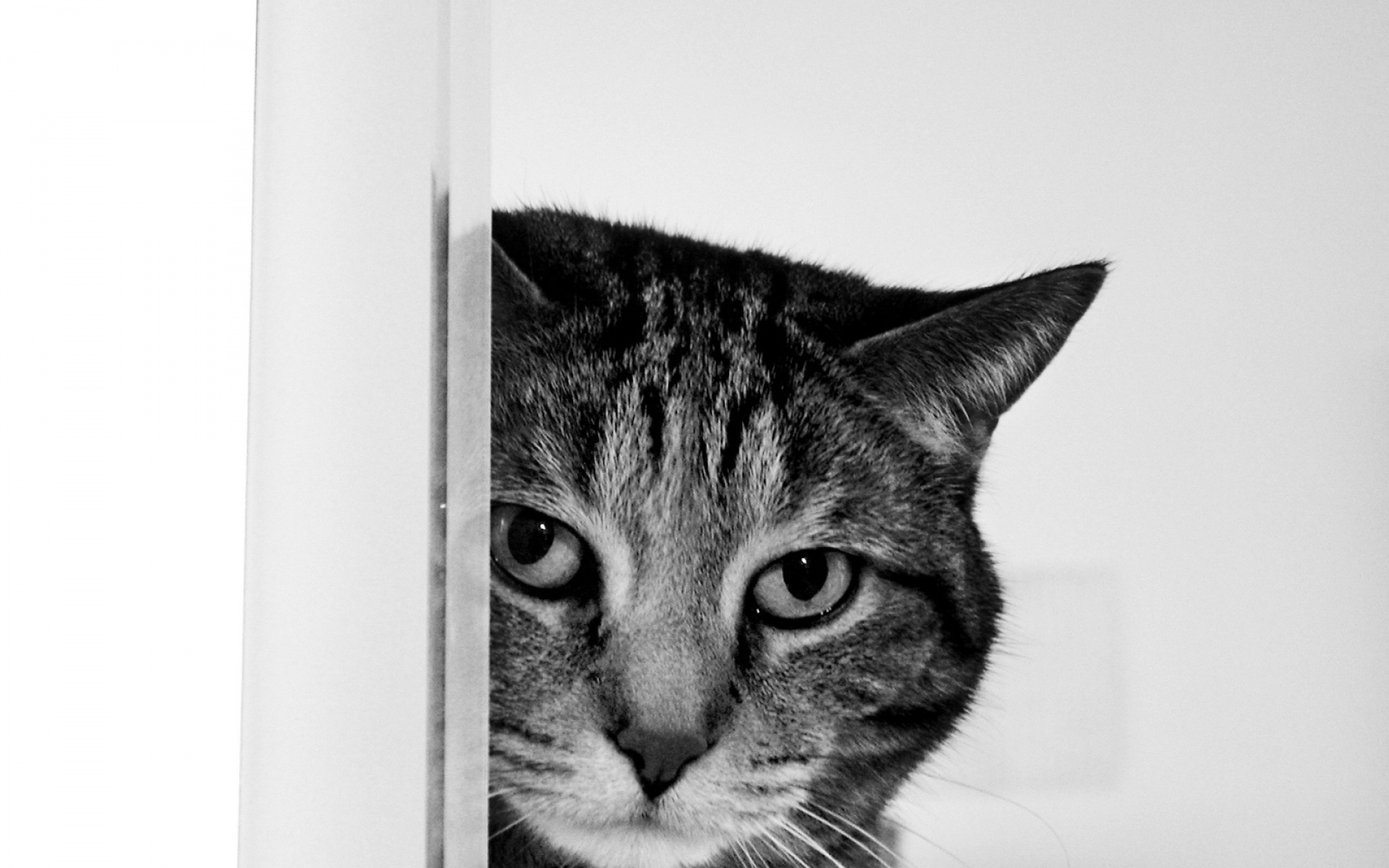 高清,动物,2012Y十一月11D,儿童桌面专用