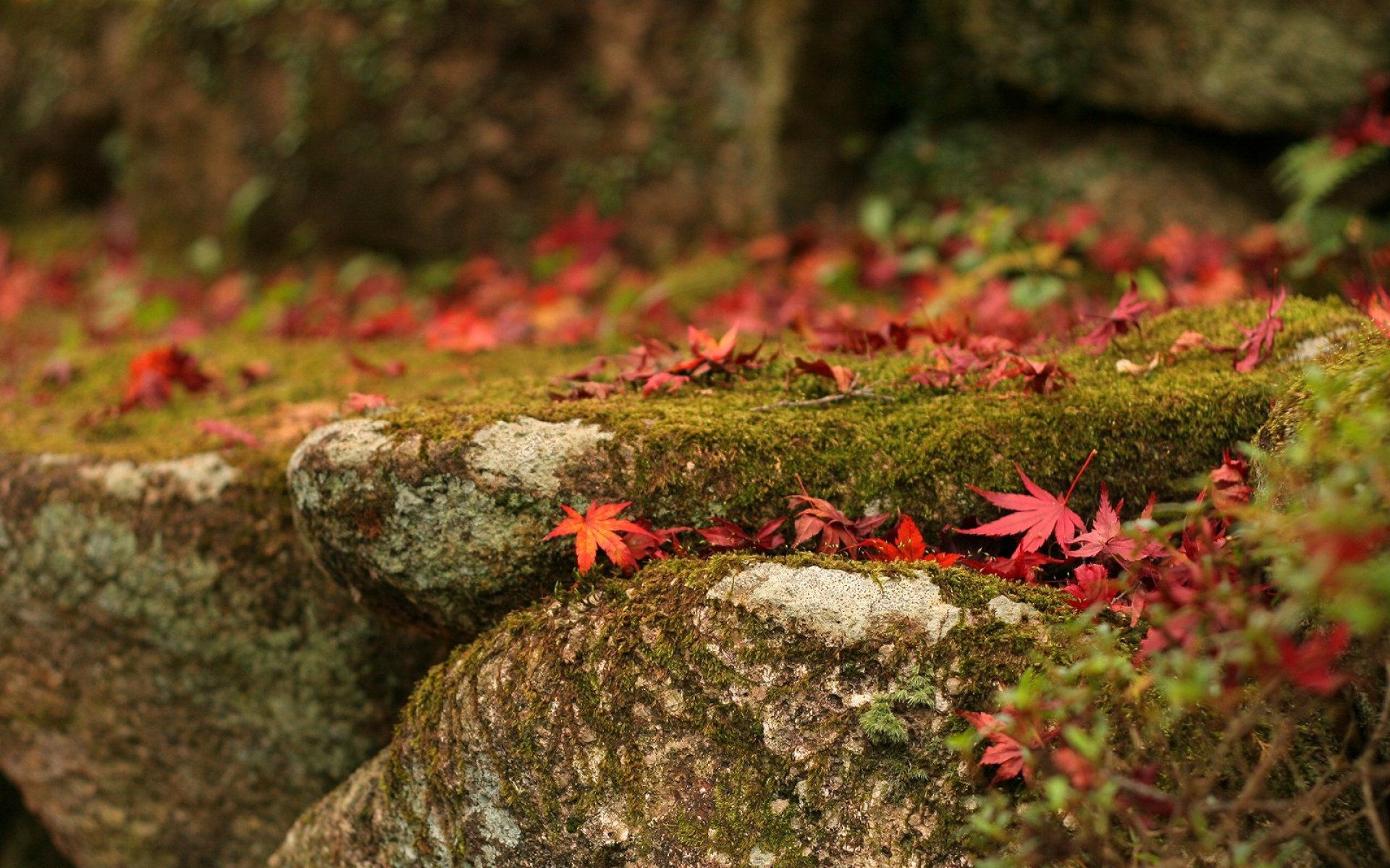 小清新,静物写真,枫叶,儿童桌面专用
