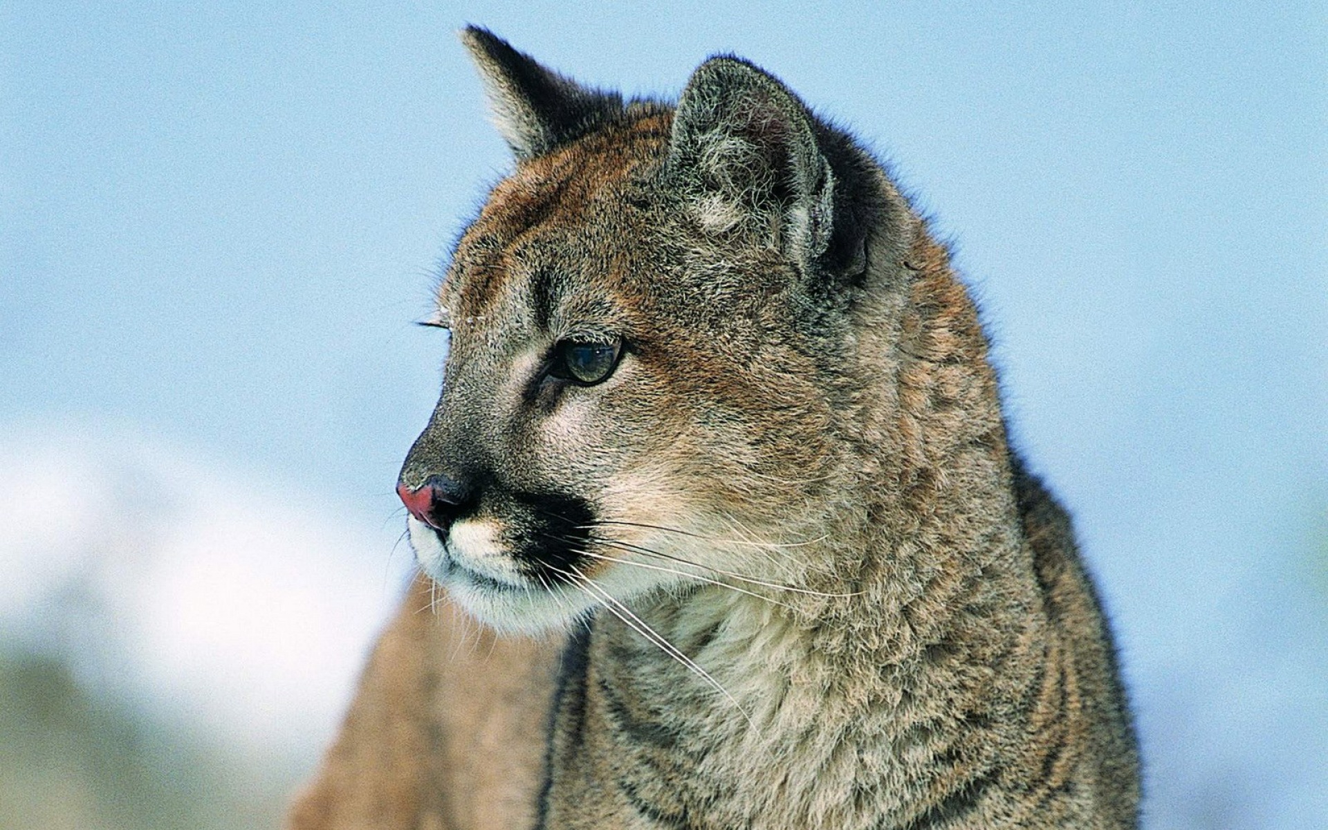 猫科,野兽,动物,2012Y十一月04D,儿童桌面专用