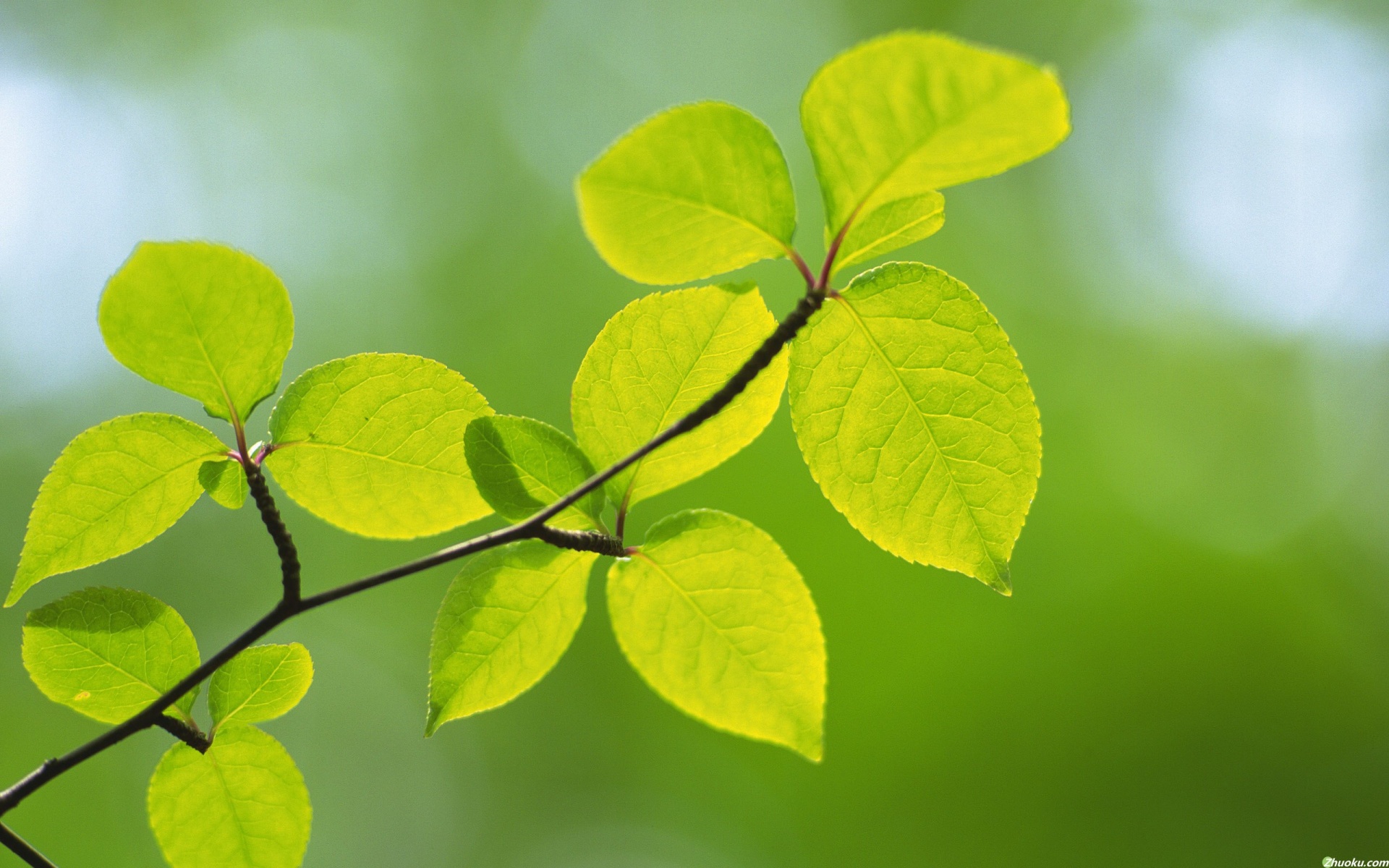 小清新,护眼壁纸,绿色,儿童桌面专用