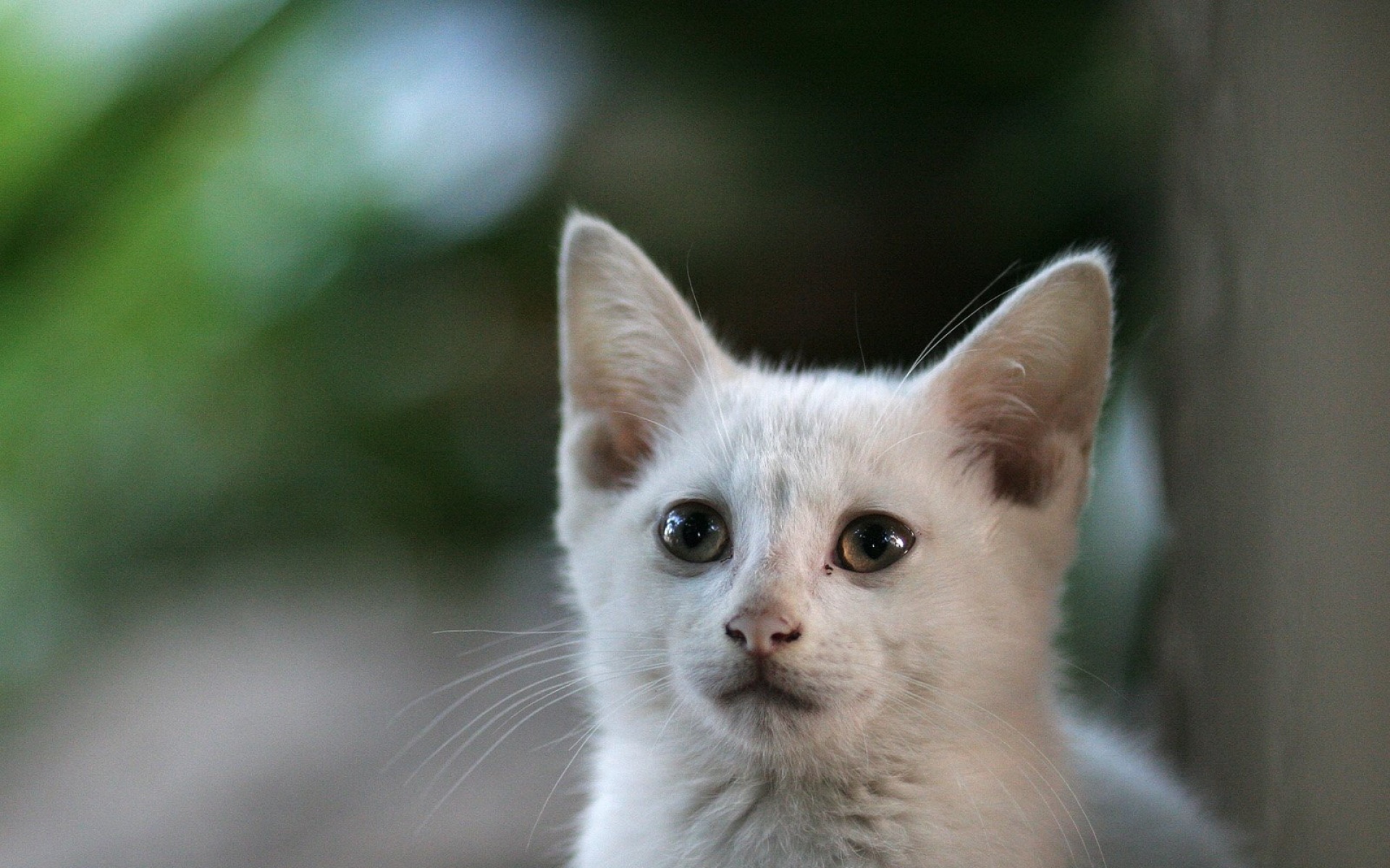 街角,小猫咪,摄影,高清,猫,动物,2012Y十月31D,儿童桌面专用