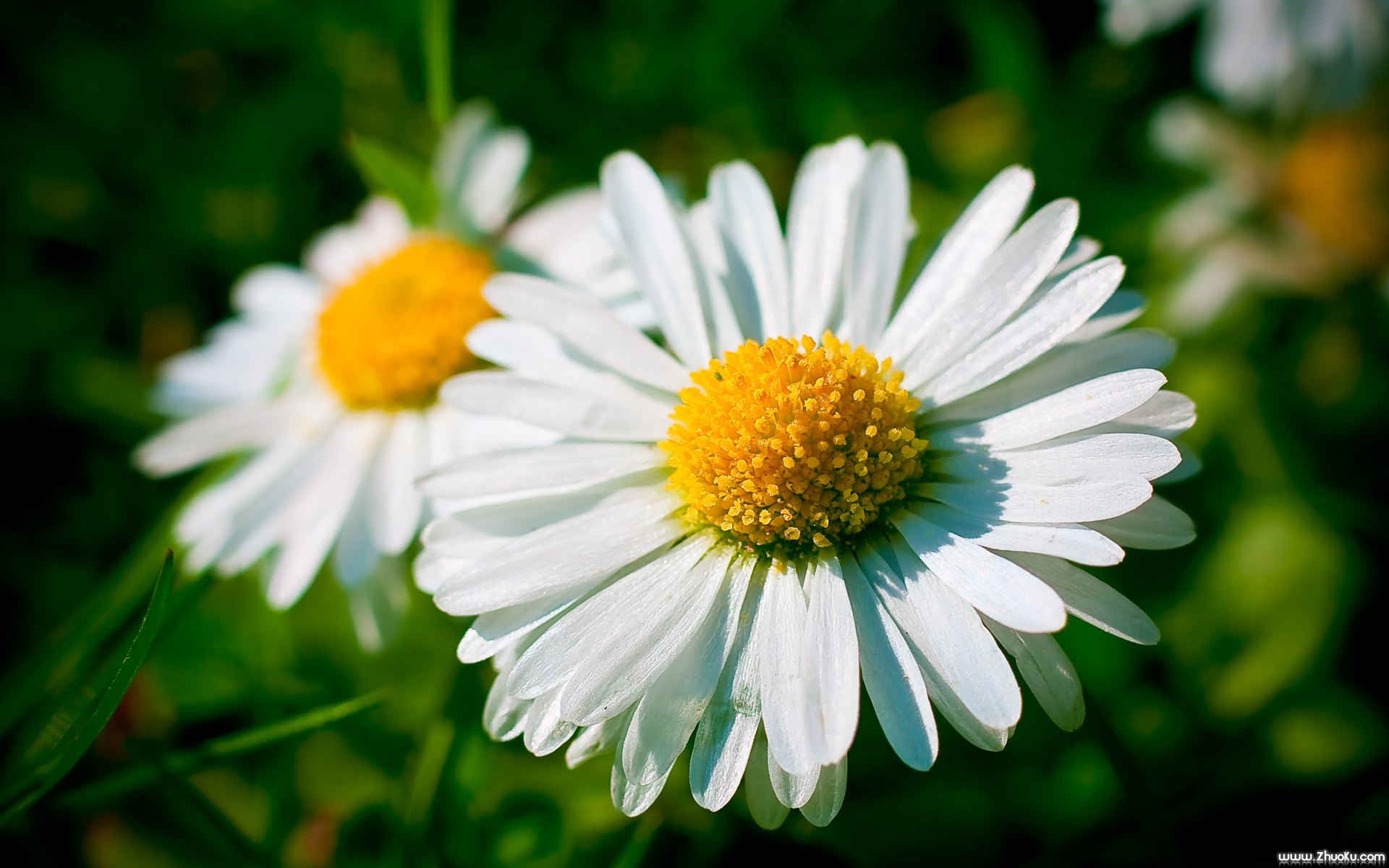 小清新,清新淡雅,花卉,儿童桌面专用
