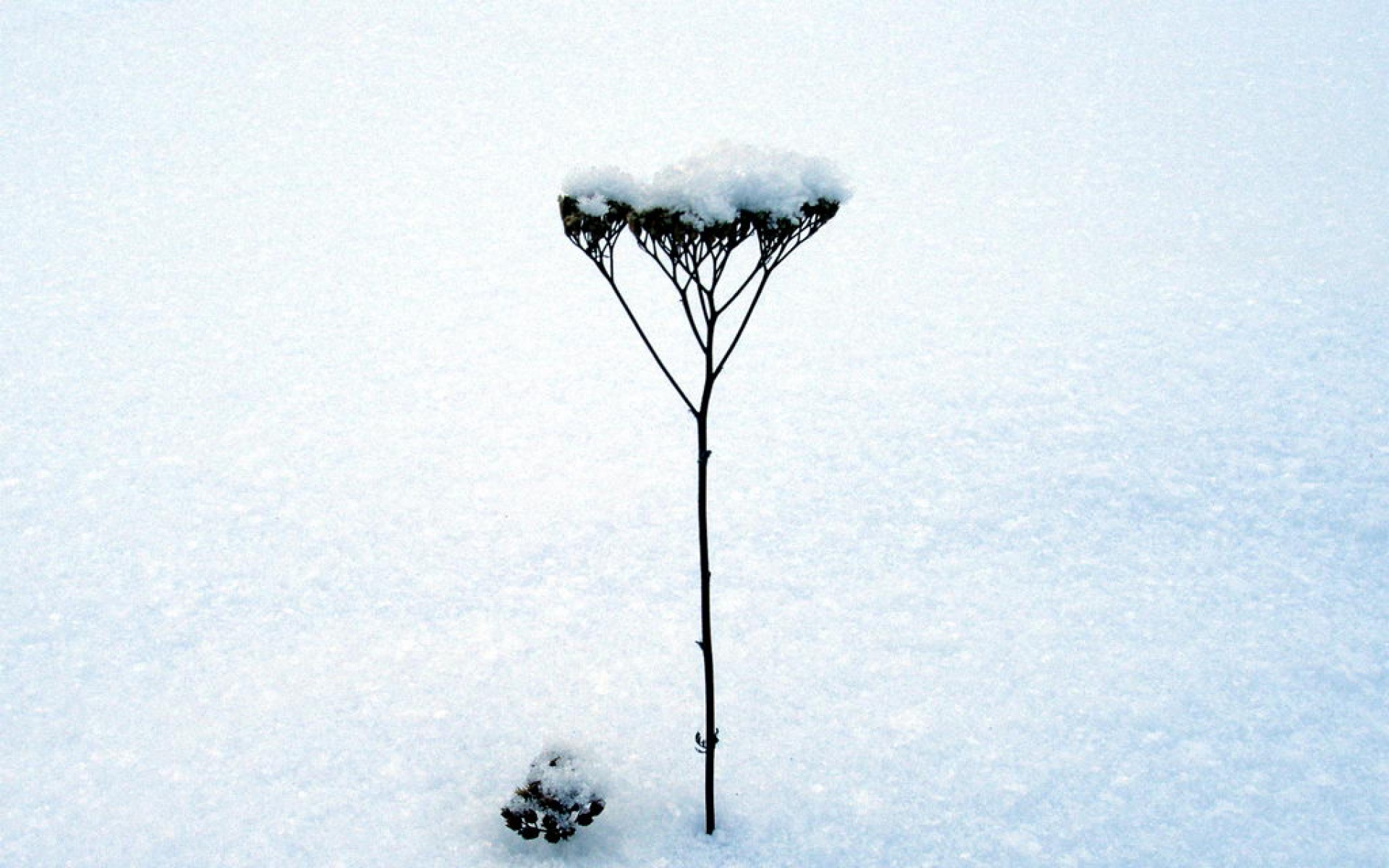 简约,白色,儿童桌面专用