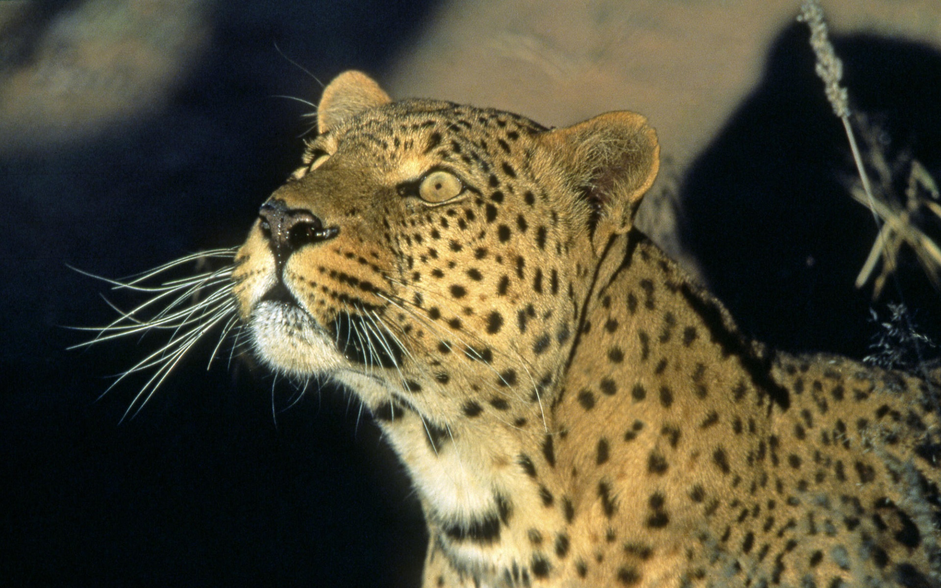 雪豹,动物,2012Y十一月04D,儿童桌面专用