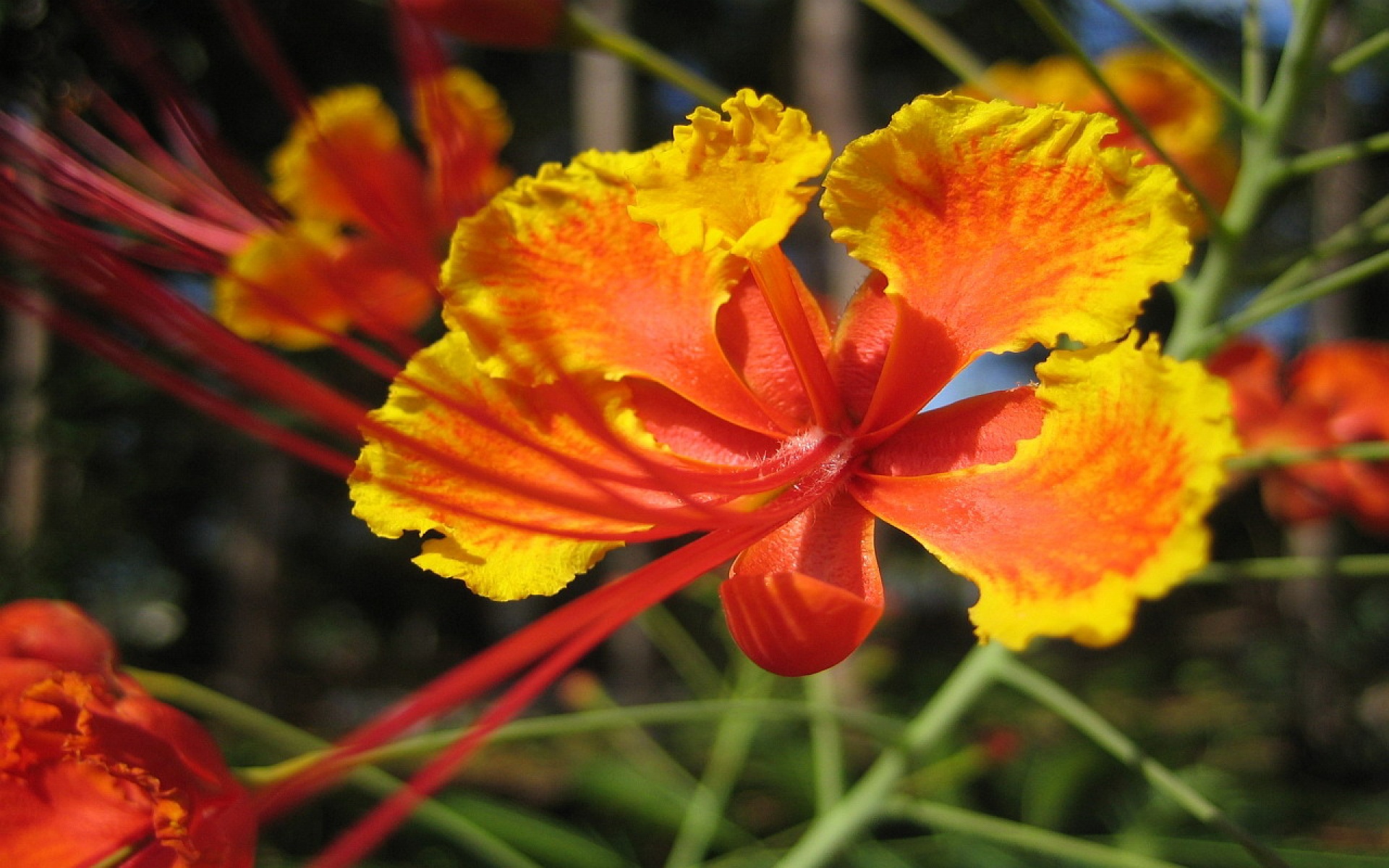 小清新,静物写真,花卉,儿童桌面专用