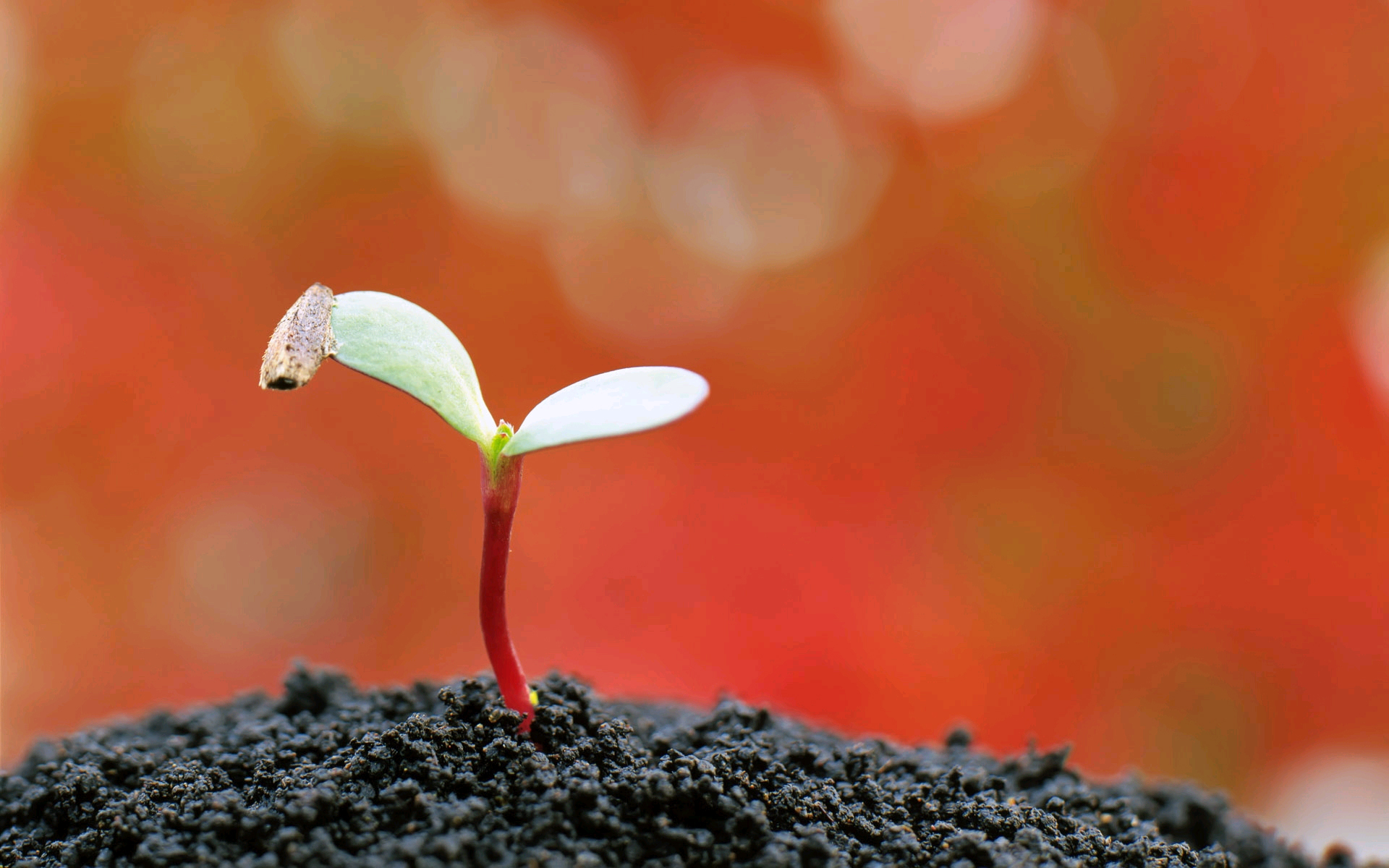 绿叶,新芽,嫩芽,清新淡雅,儿童桌面专用