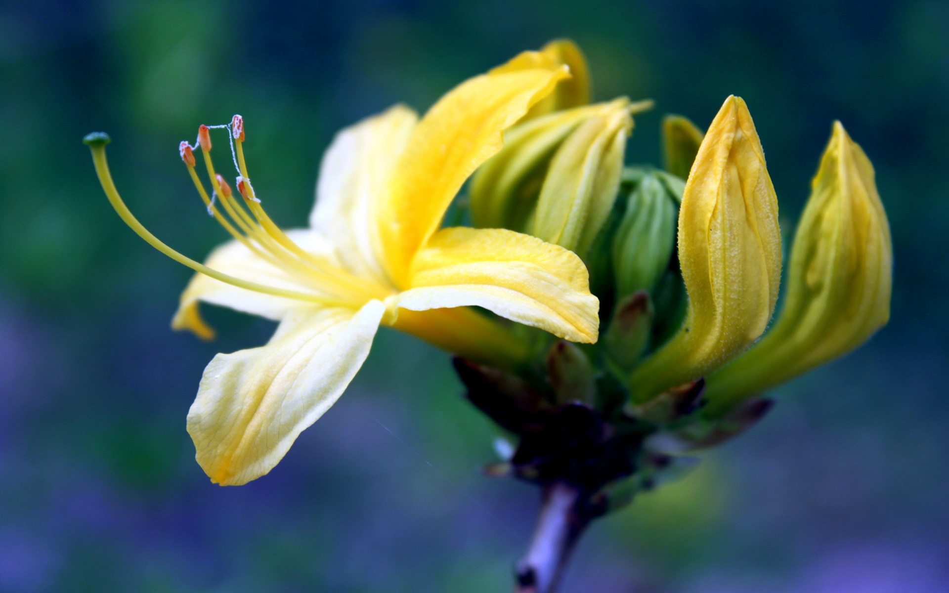 小清新,静物写真,静物,植物,花卉,儿童桌面专用