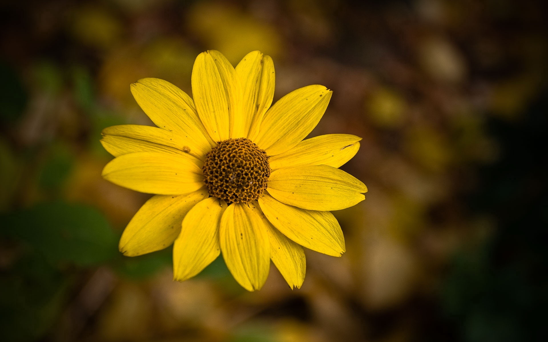 小清新,清新淡雅,花卉,儿童桌面专用