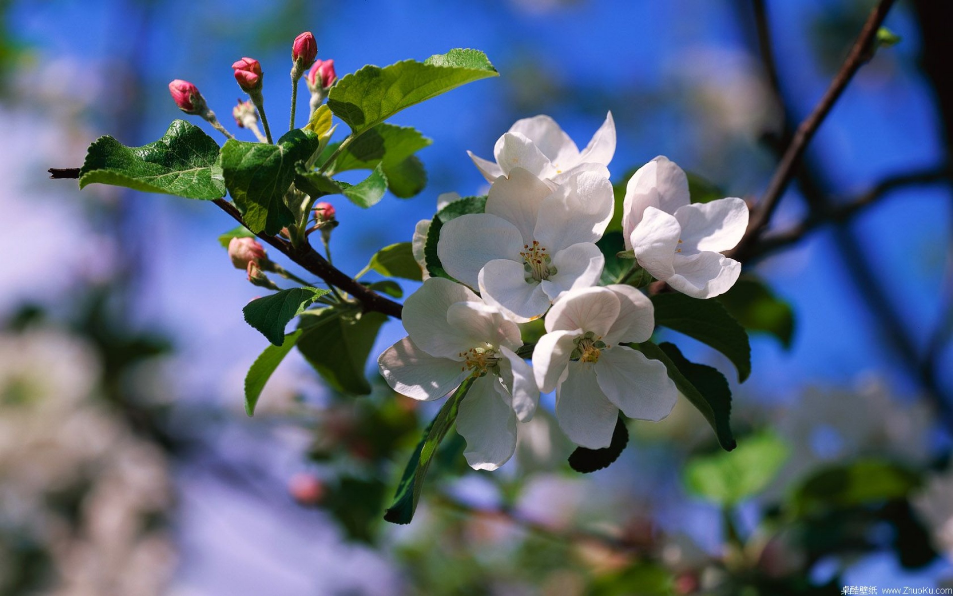 鸟语花香,儿童桌面专用