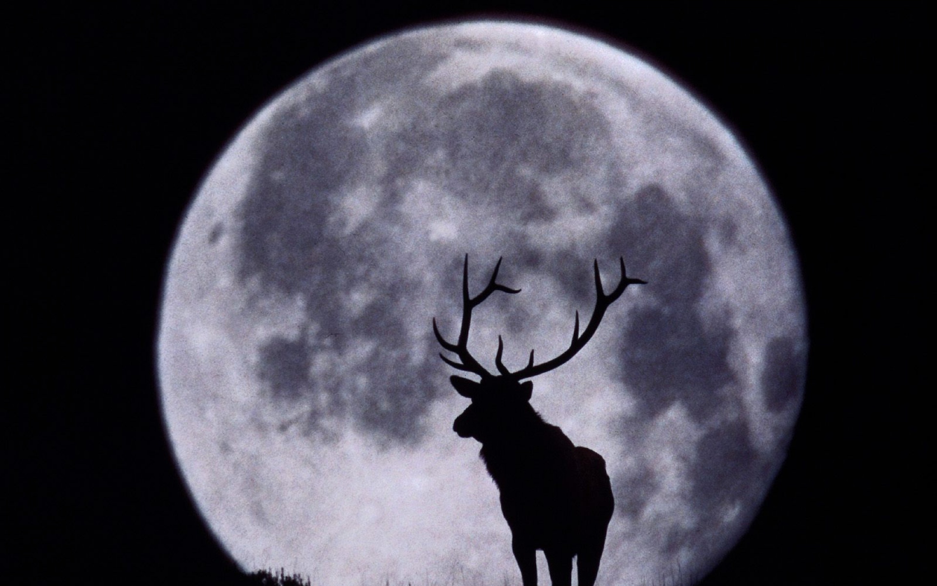 高清,动物,2012Y十一月08D,驯鹿,儿童桌面专用