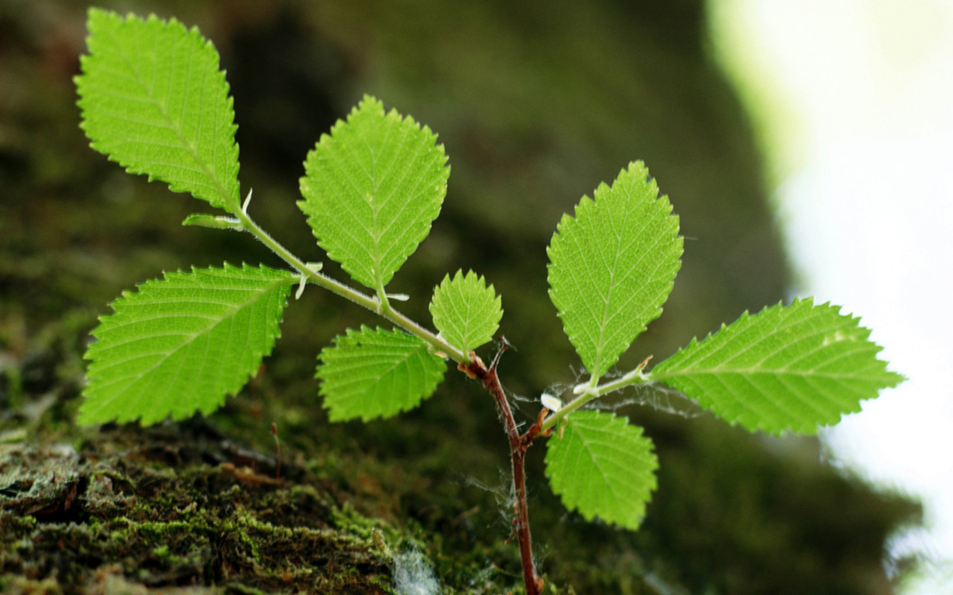 小清新,护眼壁纸,绿色,儿童桌面专用