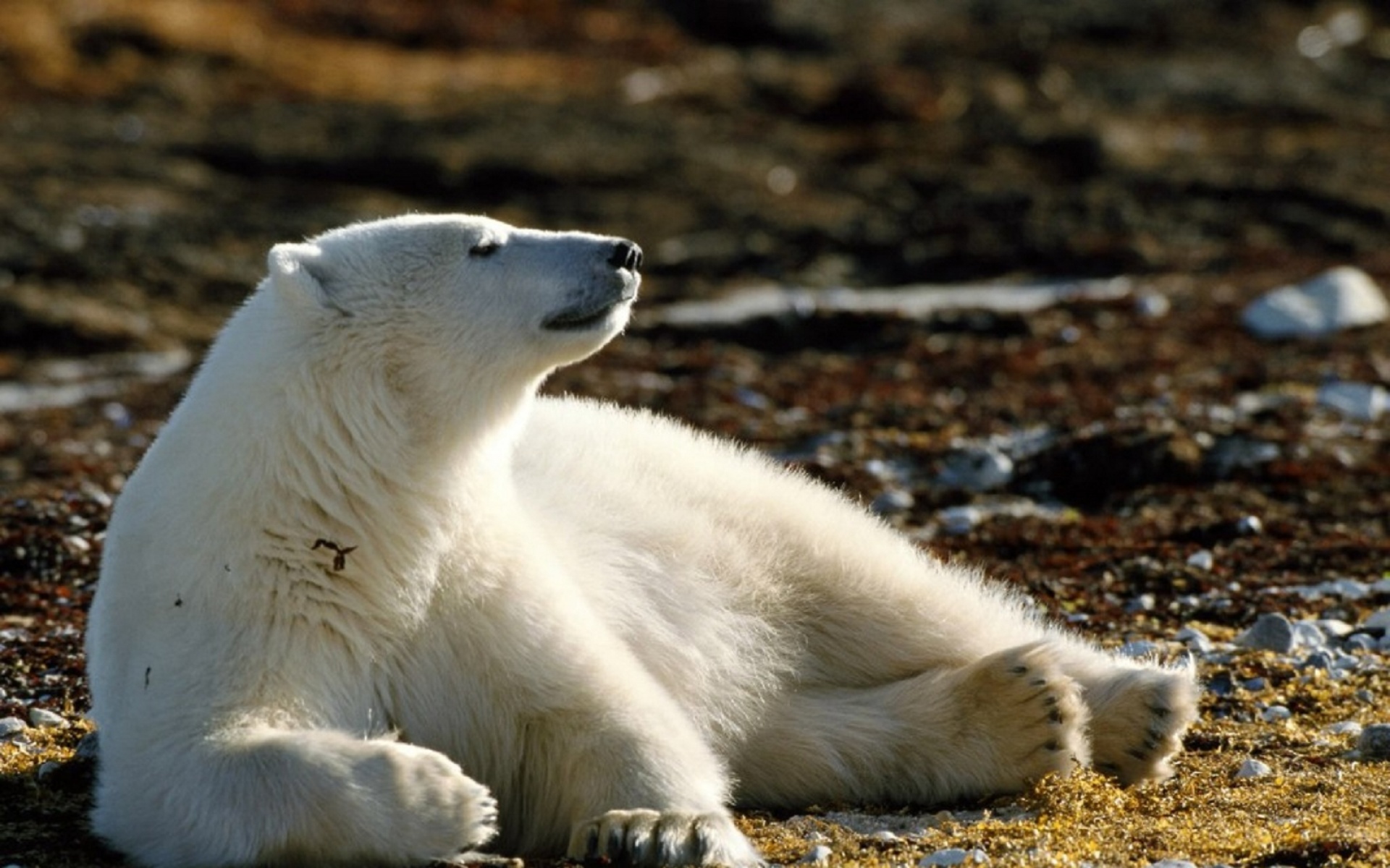 动物,生物,2012Y十一月05D,儿童桌面专用