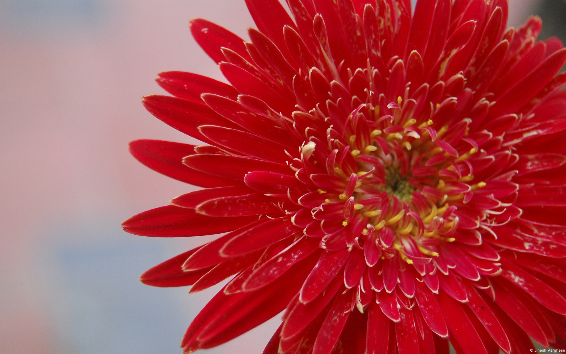 植物,生命的力量,摄影,宽屏,2012Y十月30D,儿童桌面专用