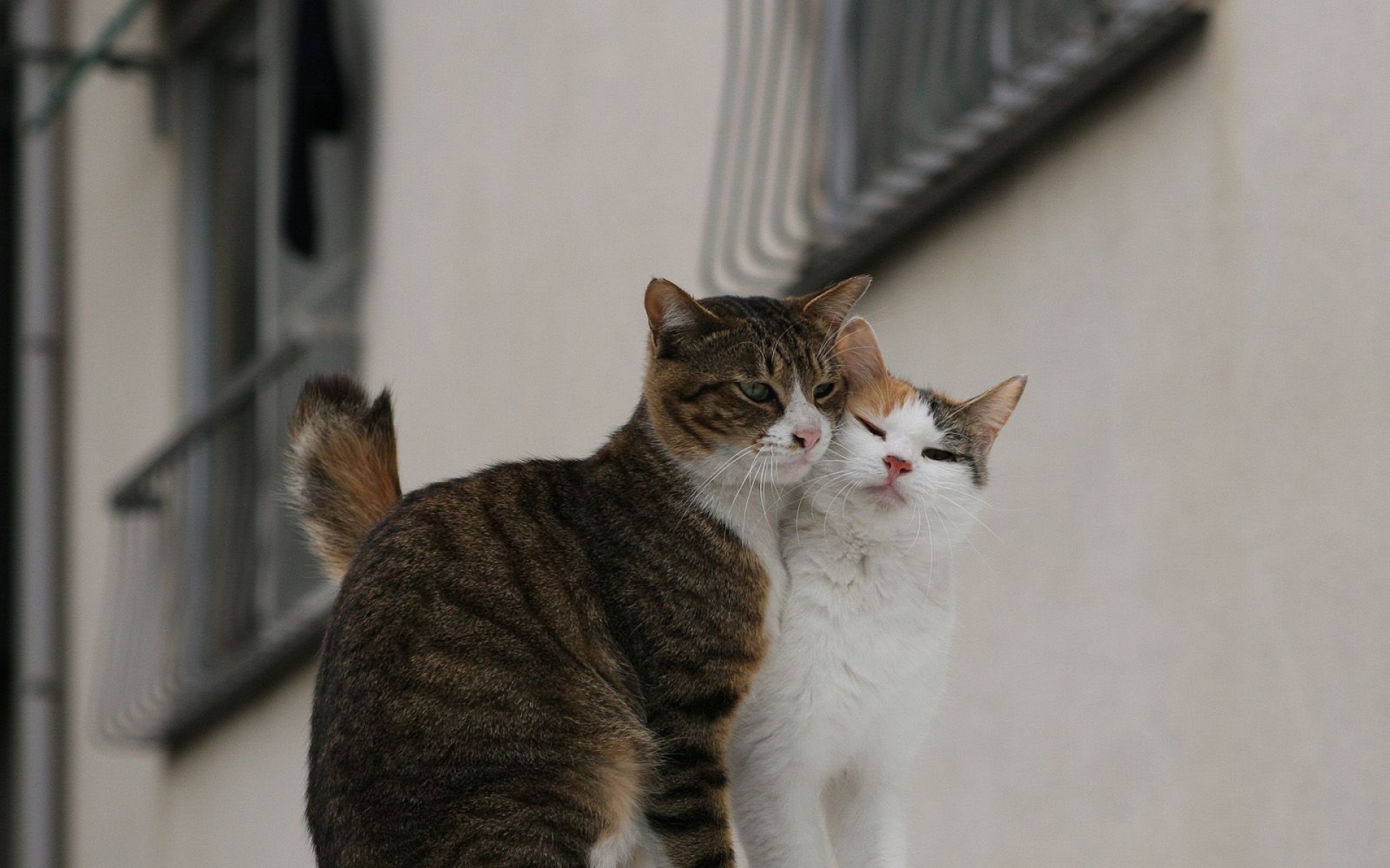 街角,小猫咪,摄影,高清,猫,动物,2012Y十月31D,儿童桌面专用