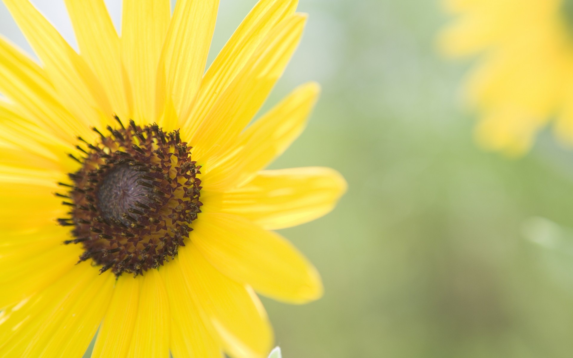 小清新,清新淡雅,花卉,儿童桌面专用