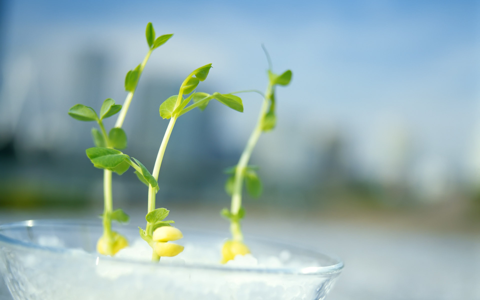 小清新,护眼壁纸,儿童桌面专用