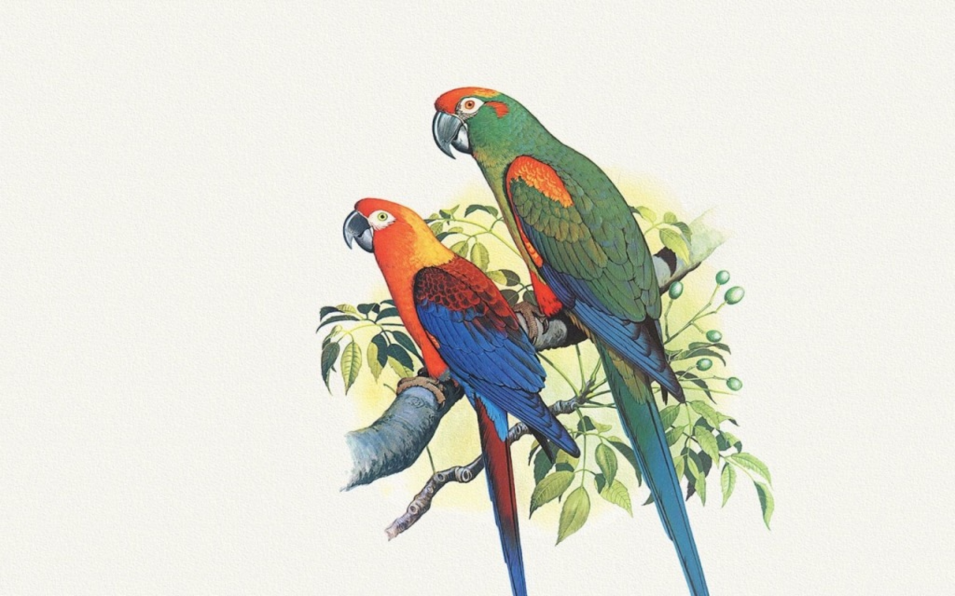 动物,绘画,风格,2012Y十一月04D,儿童桌面专用