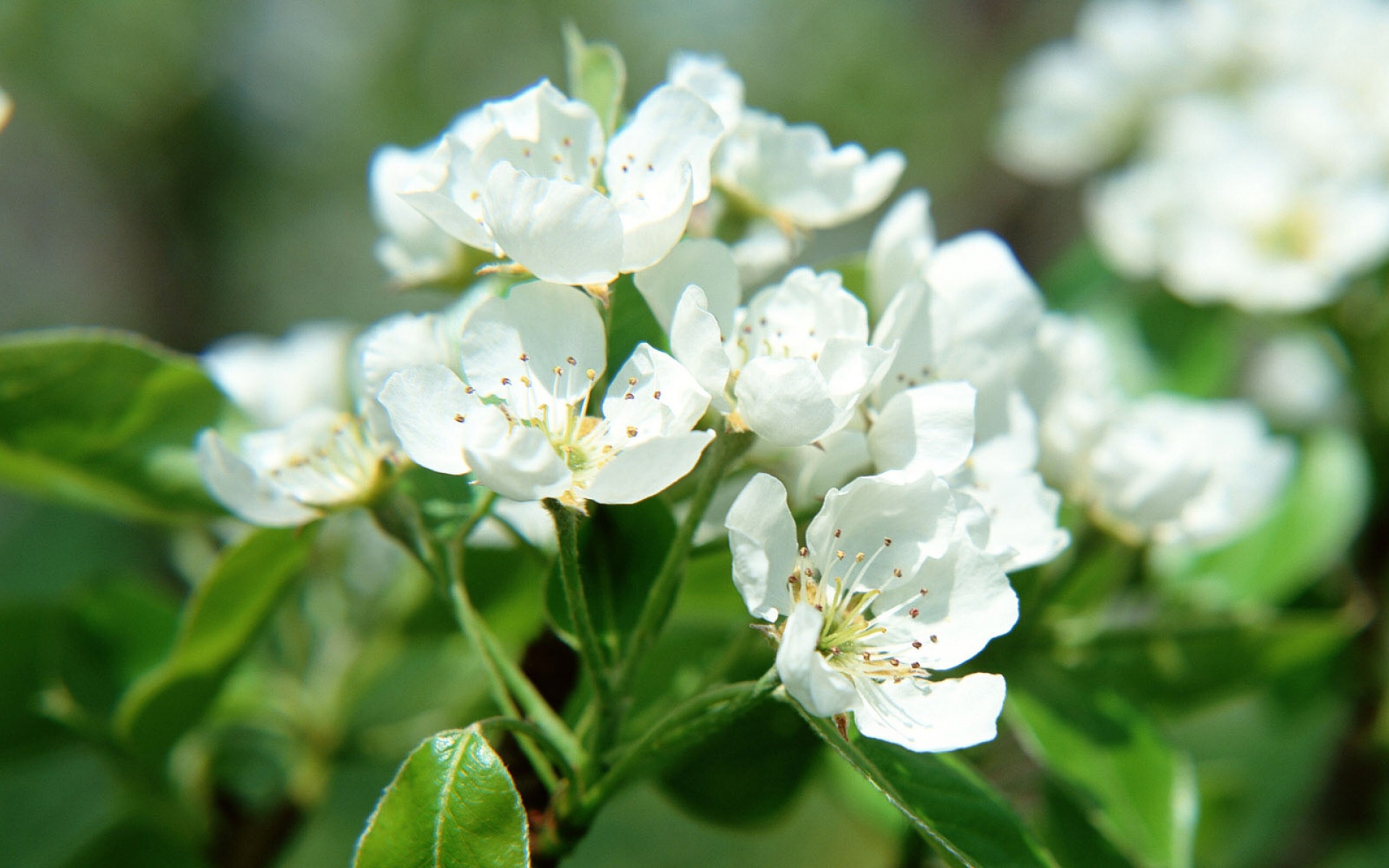 小清新,鸟语花香,花卉,儿童桌面专用