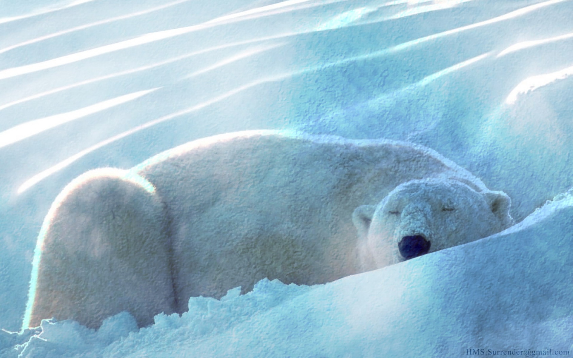 高清,动物,2012Y十一月04D,儿童桌面专用