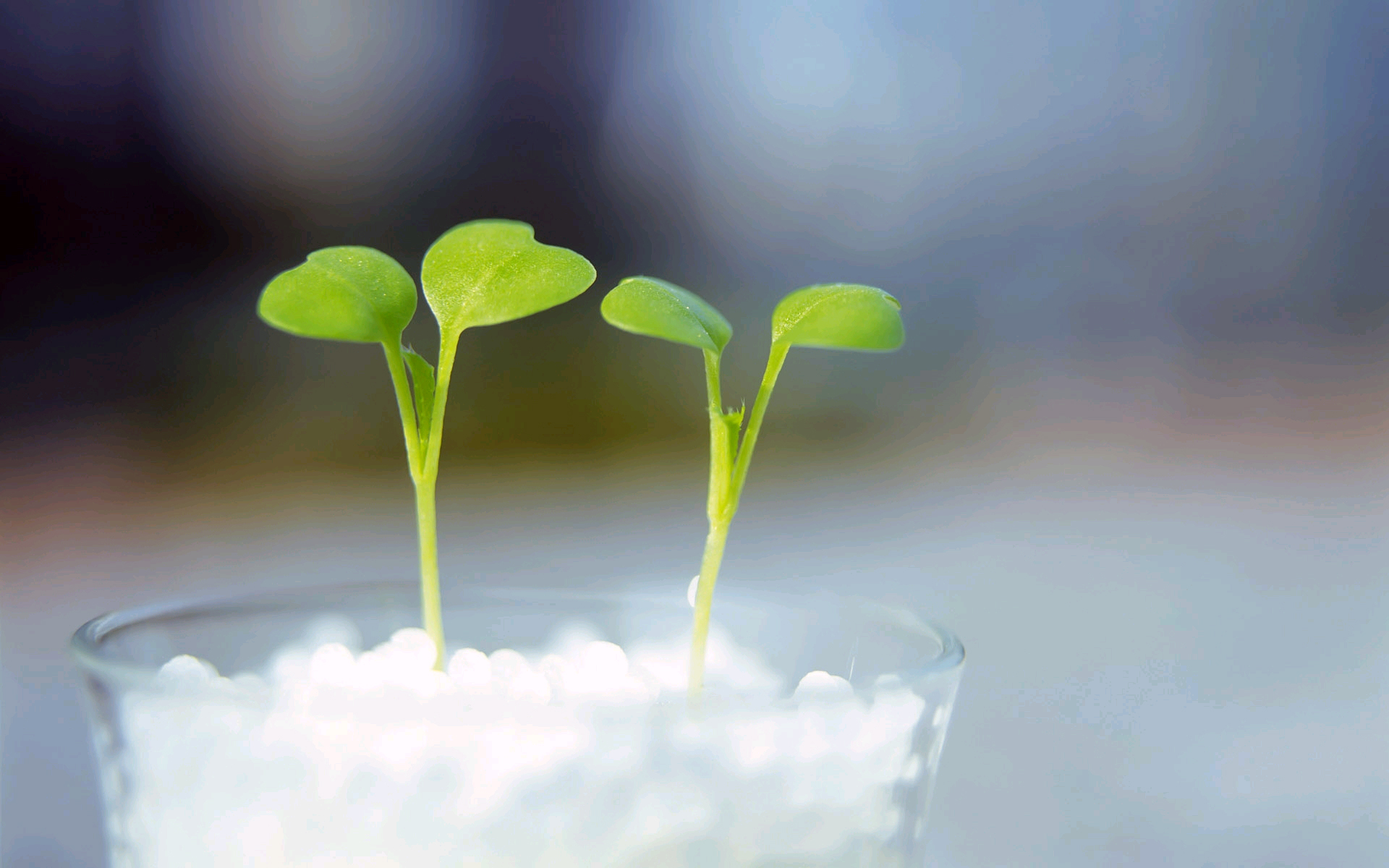 绿叶,新芽,嫩芽,护眼壁纸,儿童桌面专用