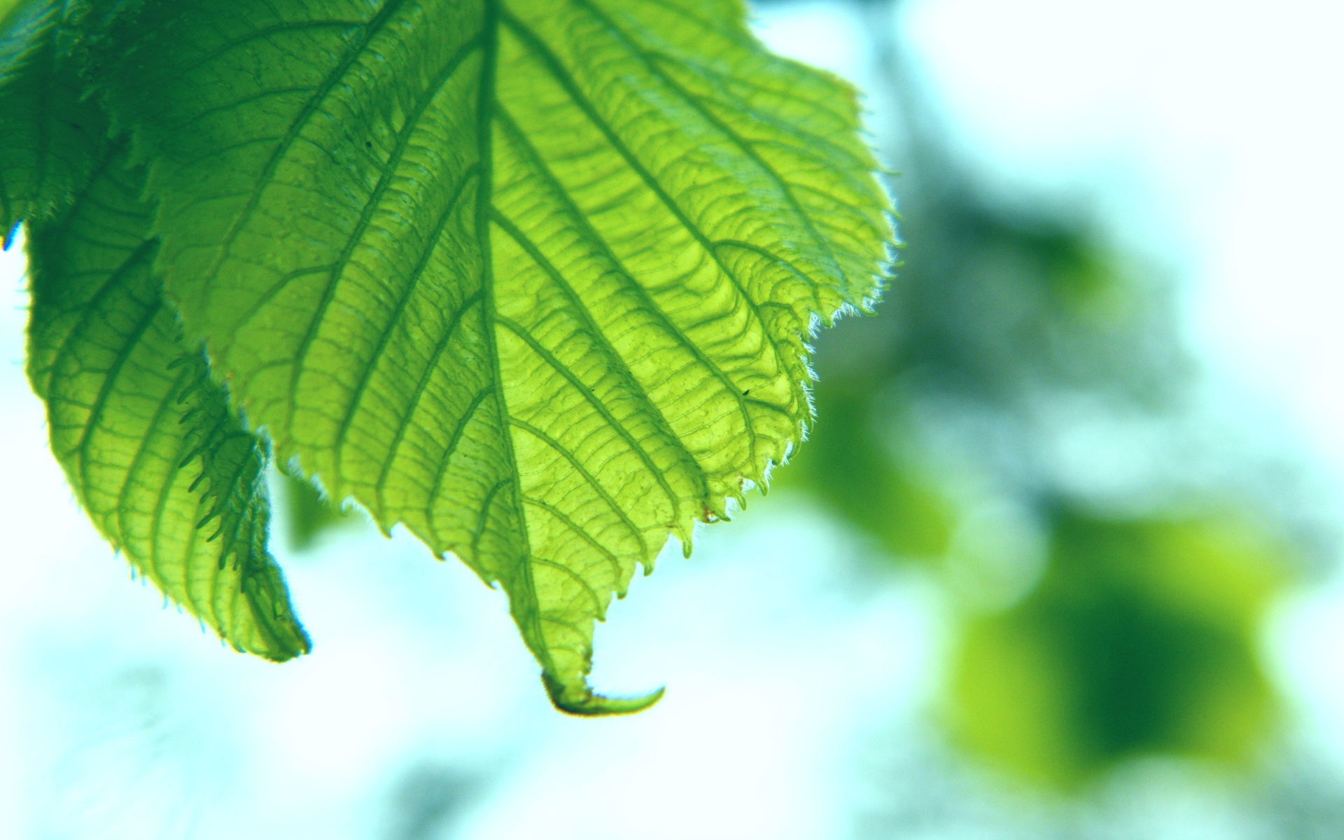 小清新,护眼壁纸,绿叶,儿童桌面专用