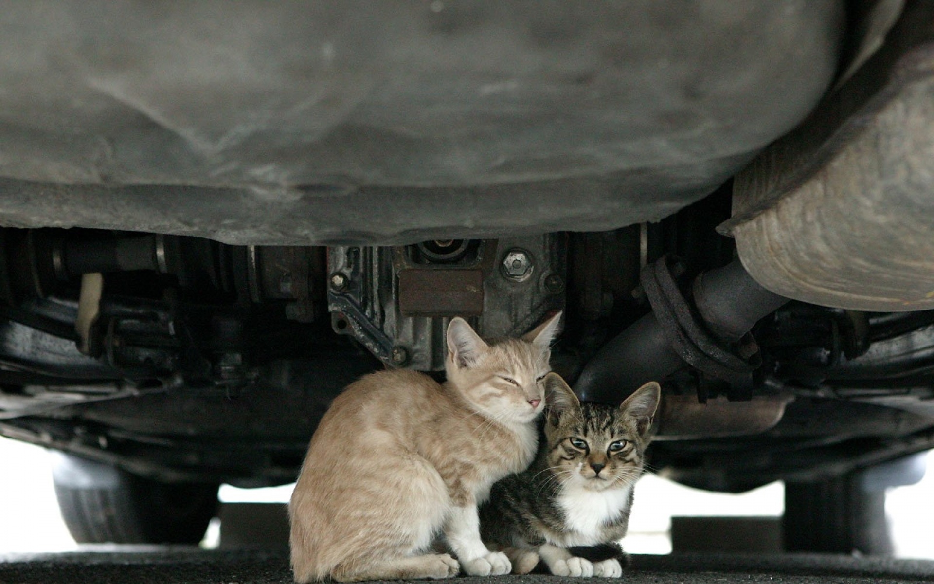 街角,小猫咪,摄影,高清,猫,动物,2012Y十月31D,儿童桌面专用