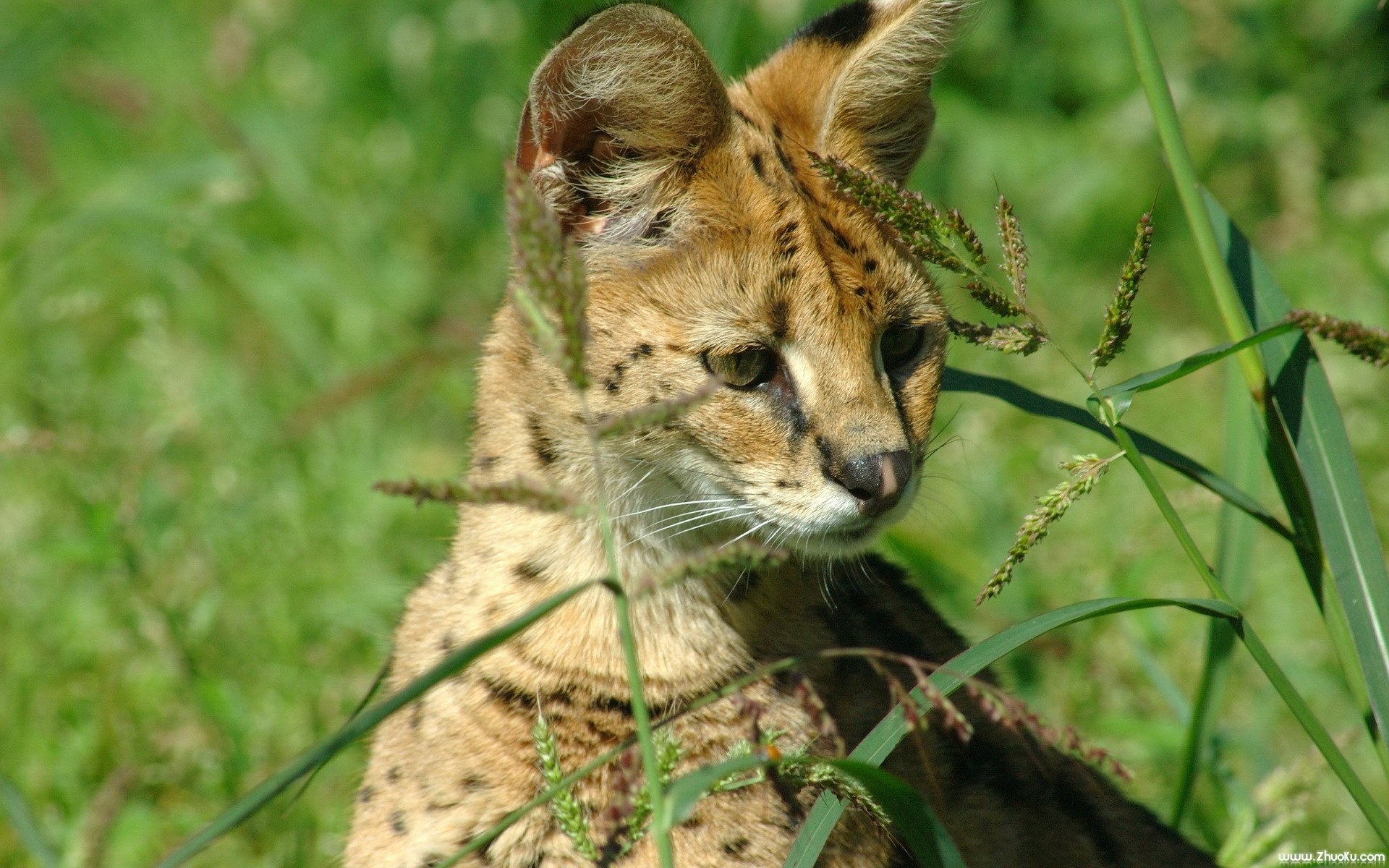 猫科,动物,高清,2012Y十一月09D,儿童桌面专用