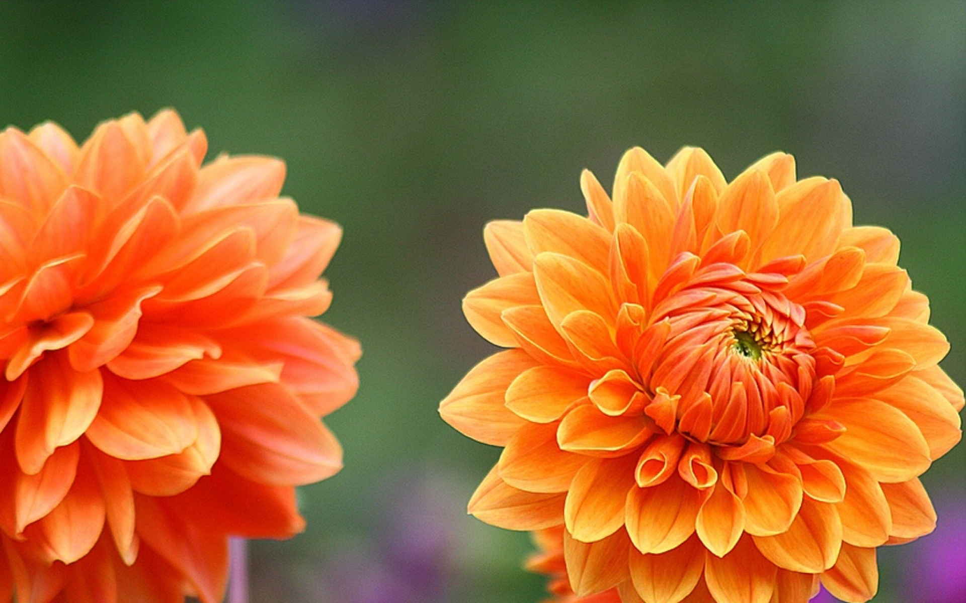 小清新,鸟语花香,菊花,植物,儿童桌面专用