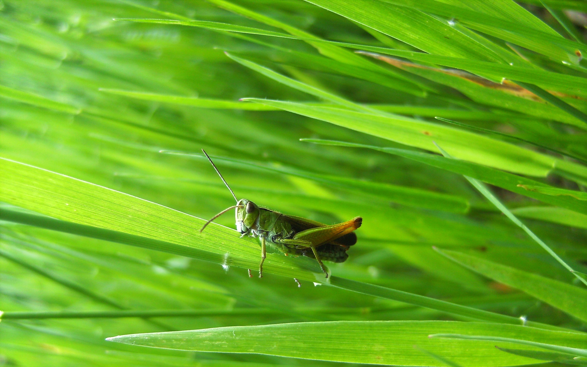 小清新,护眼壁纸,昆虫图,蝗虫,2012Y十一月05D,儿童桌面专用