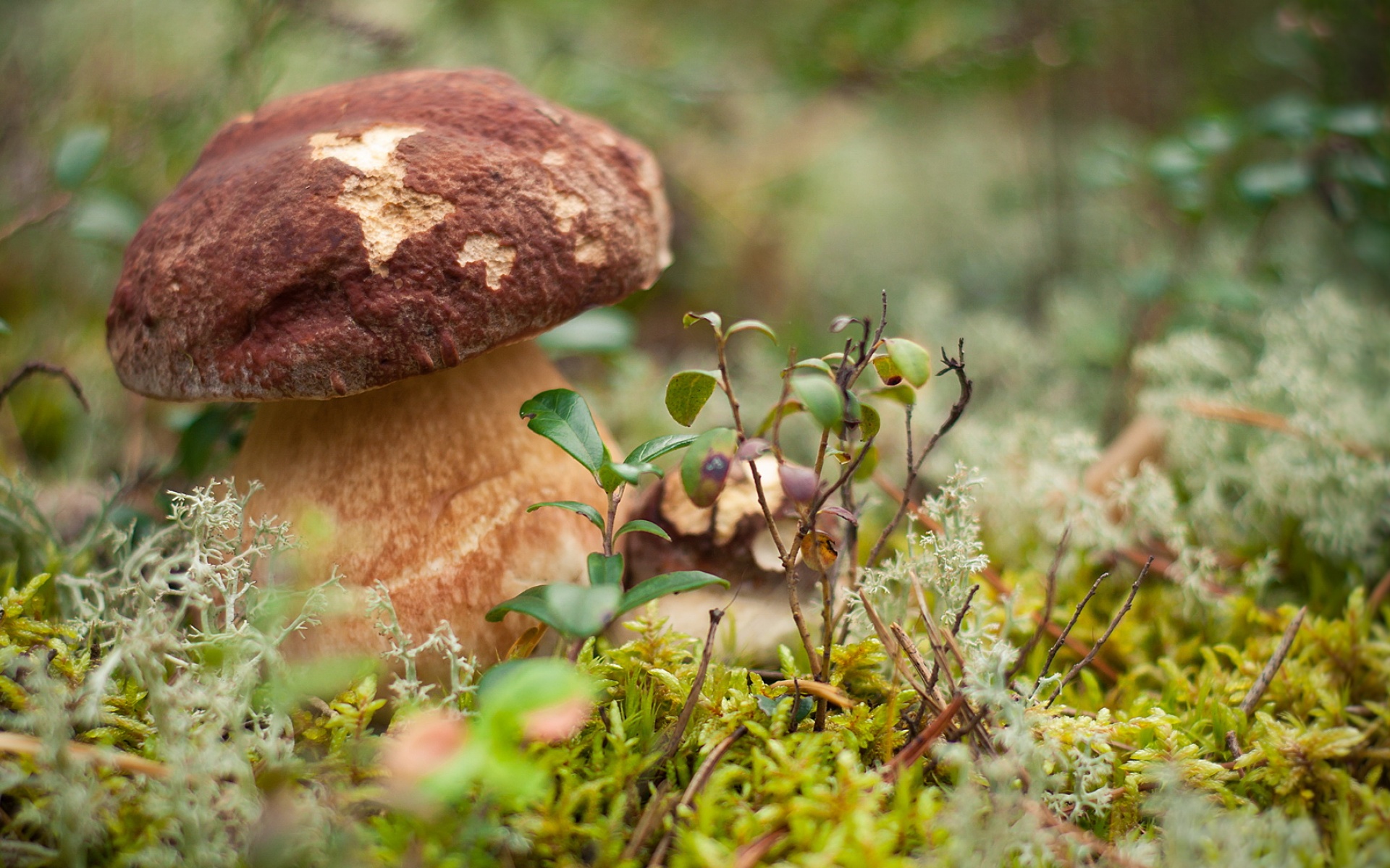 高清,精美,植物,摄影,单反,朦胧,宽屏,1080p,2012Y十月31D,儿童桌面专用
