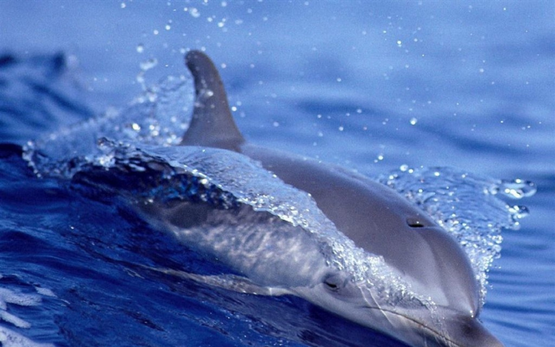 萌宠,海豚,海底世界,儿童桌面专用