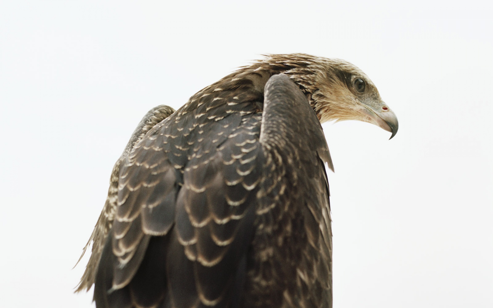 高清,精美,动物,生物,2012Y十月31D,儿童桌面专用