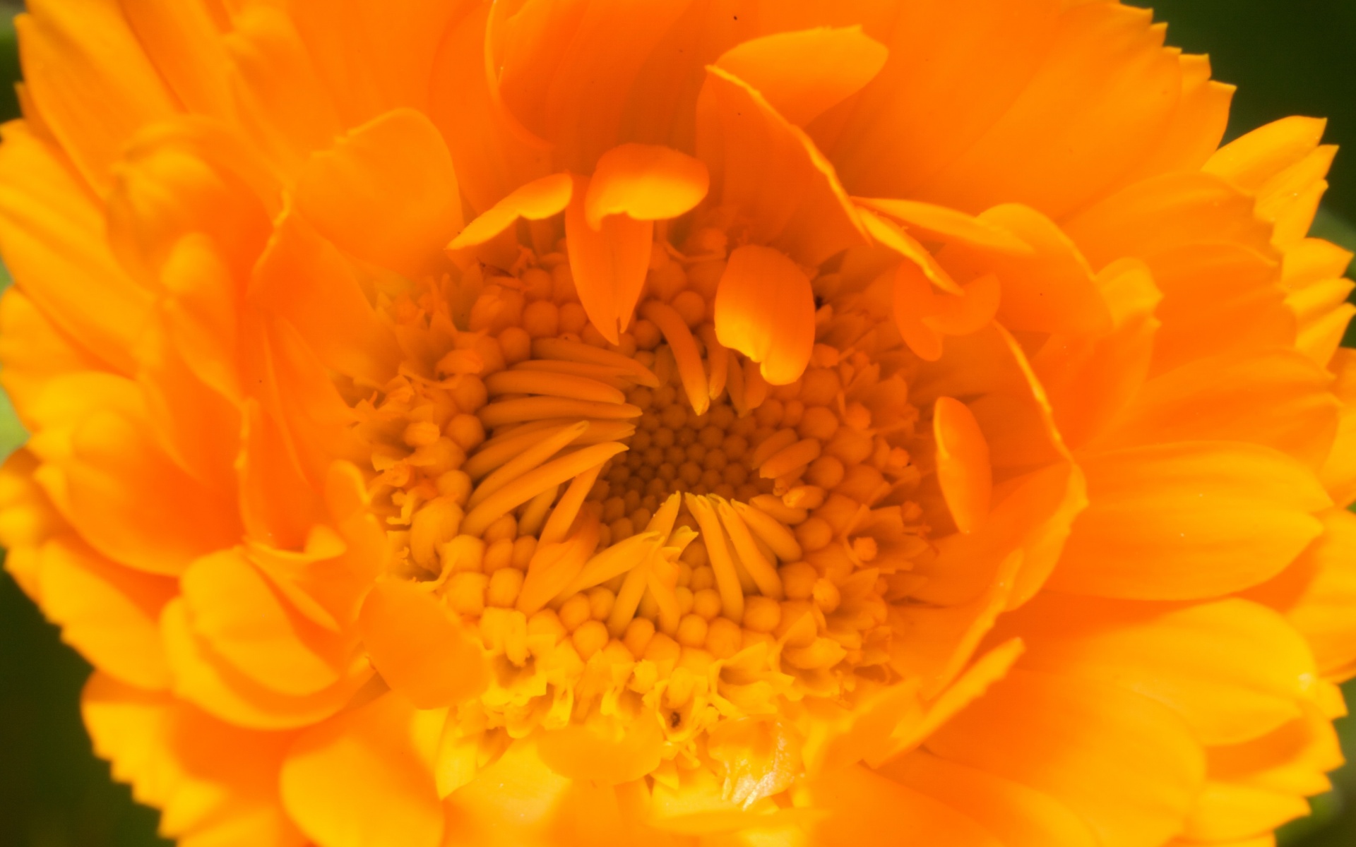 小清新,娇艳欲滴,花卉,儿童桌面专用