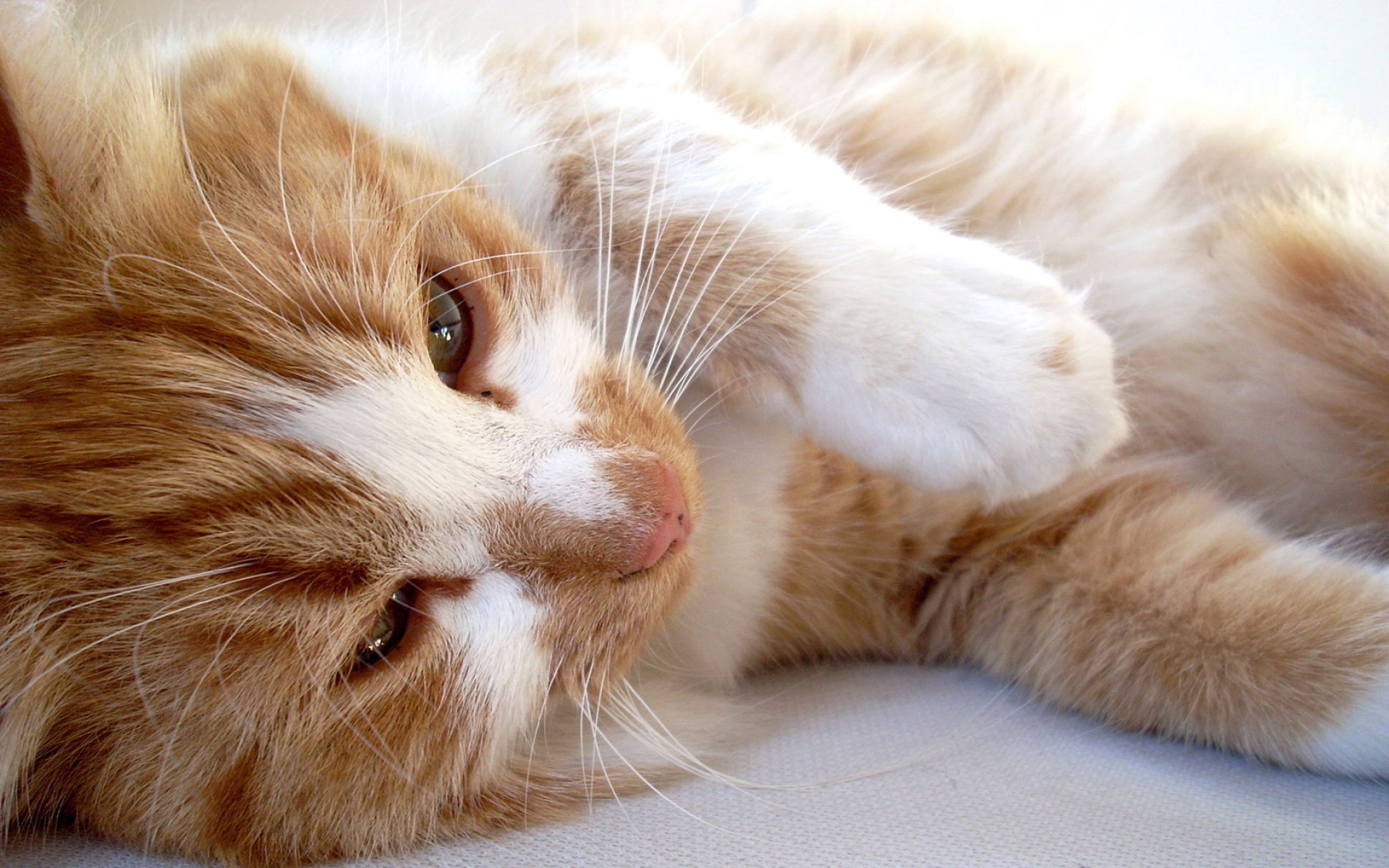 高清,动物,2012Y十一月04D,儿童桌面专用