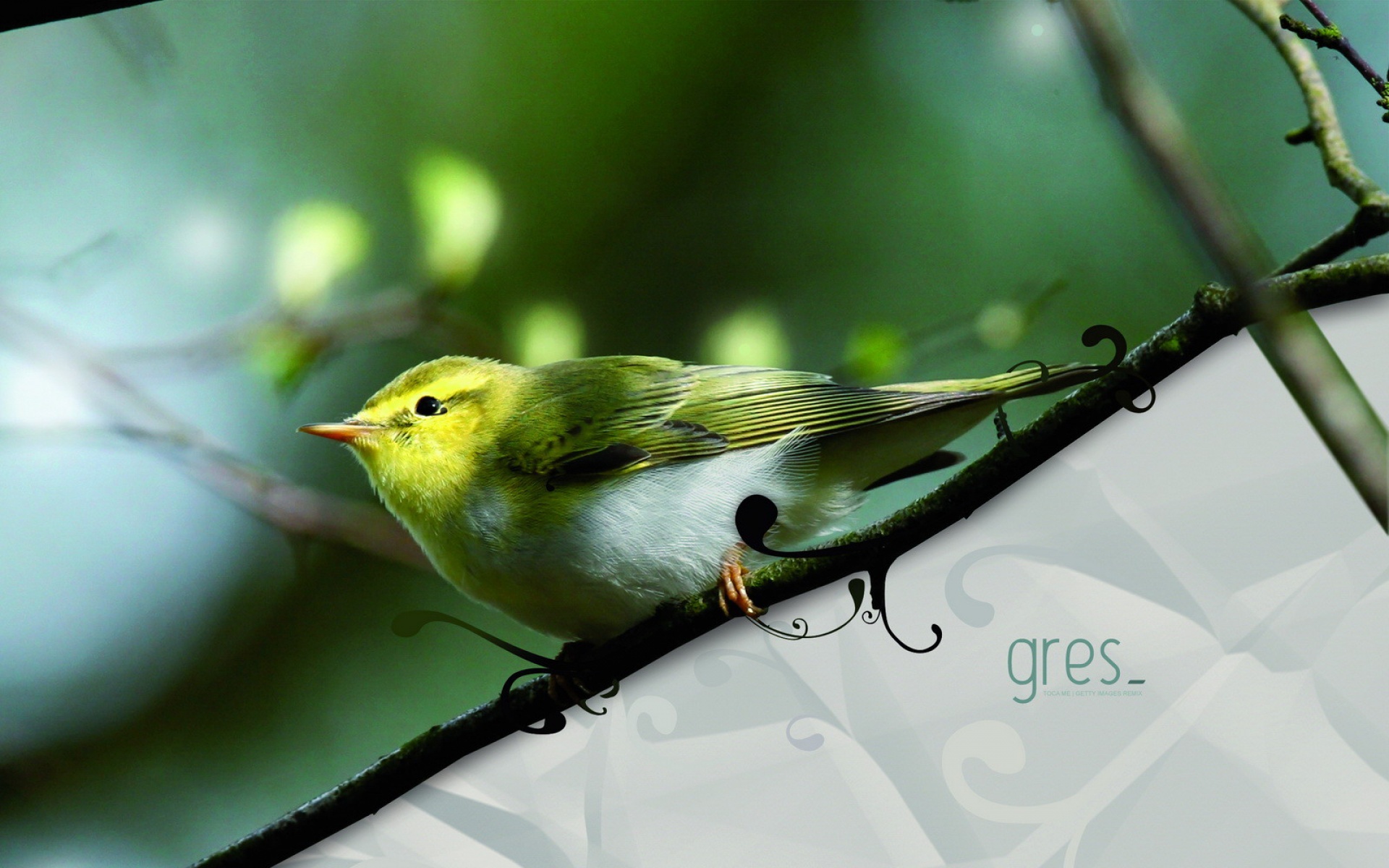 高清,动物,2012Y十一月04D,儿童桌面专用