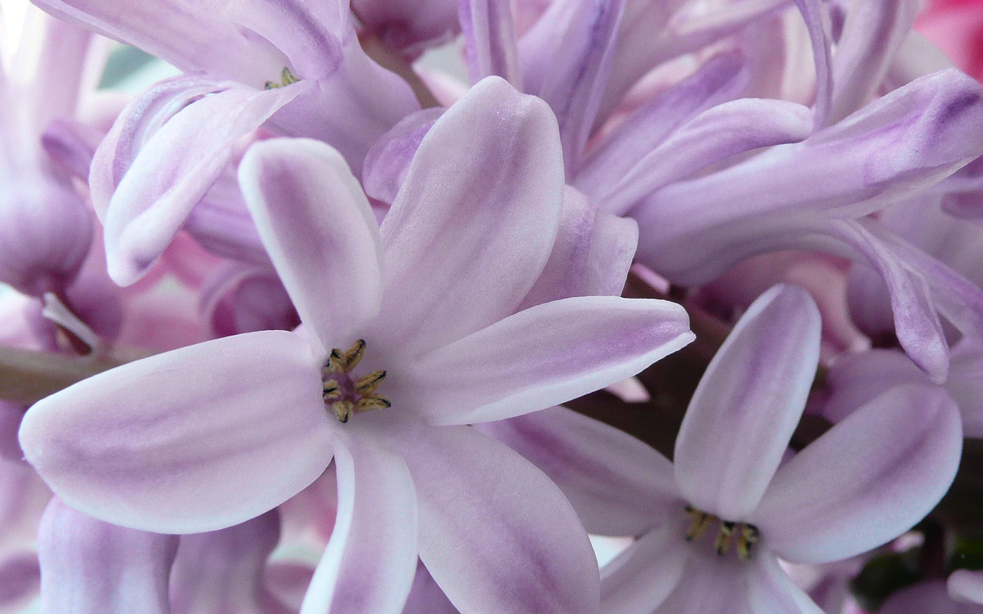 花卉,风信子,娇艳欲滴,儿童桌面专用