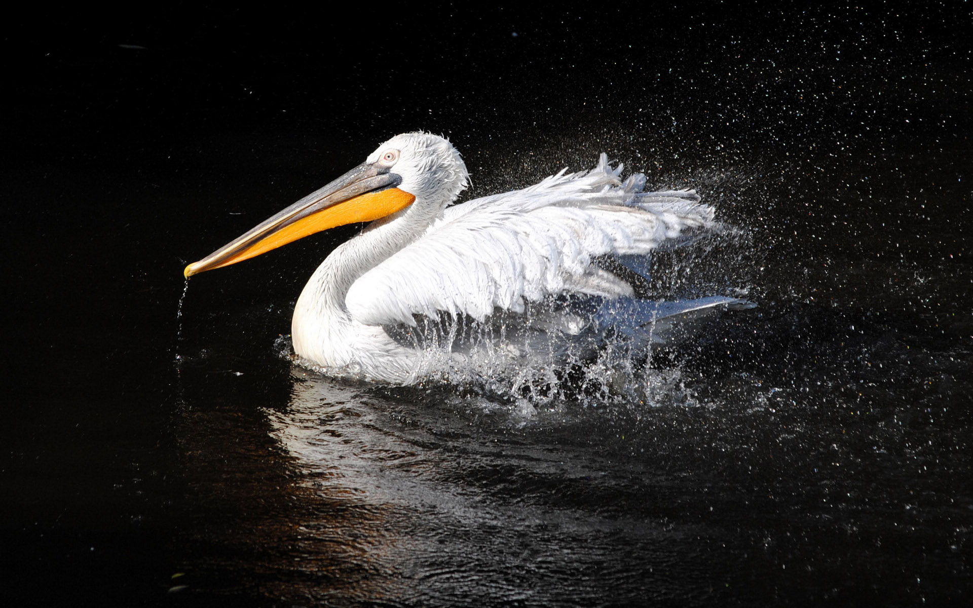 动物,鹈鹕,小鸟天地,儿童桌面专用