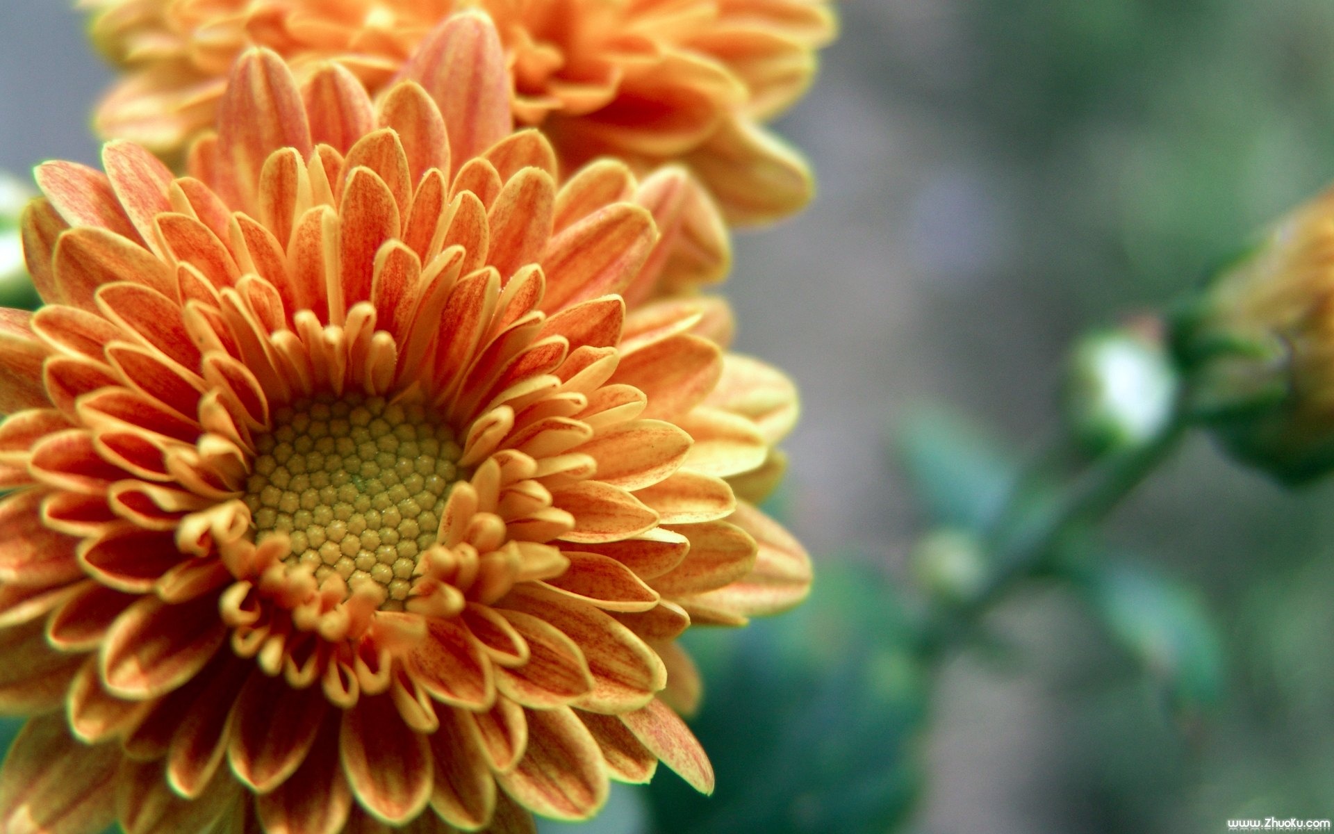 小清新,静物写真,静物,花卉,儿童桌面专用