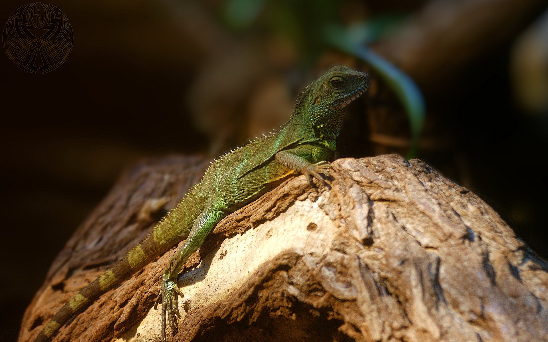 高清,动物,2012Y十一月04D,蜥蜴,儿童桌面专用