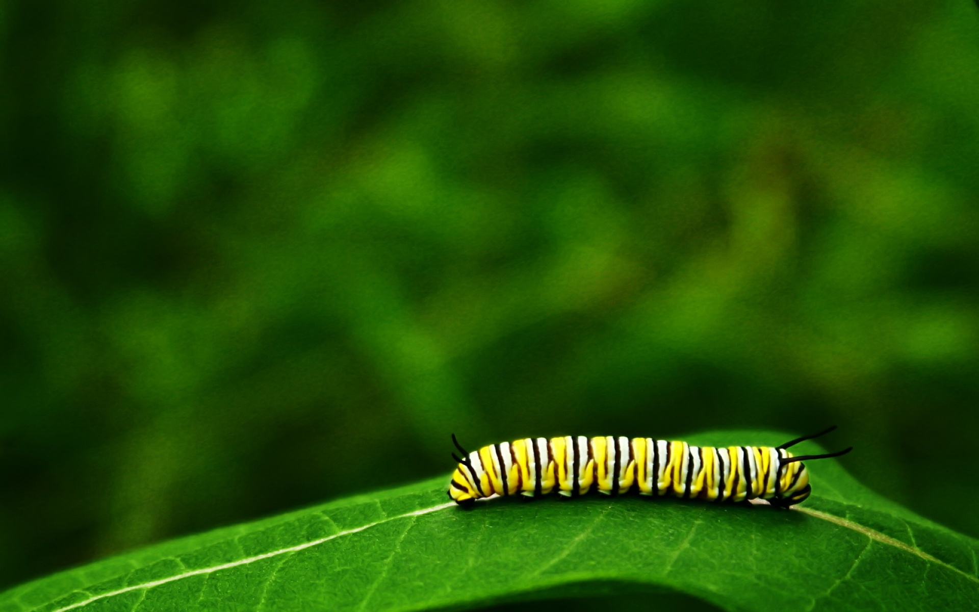 高清,植物,微距,摄影,昆虫图,2012Y十一月04D,儿童桌面专用