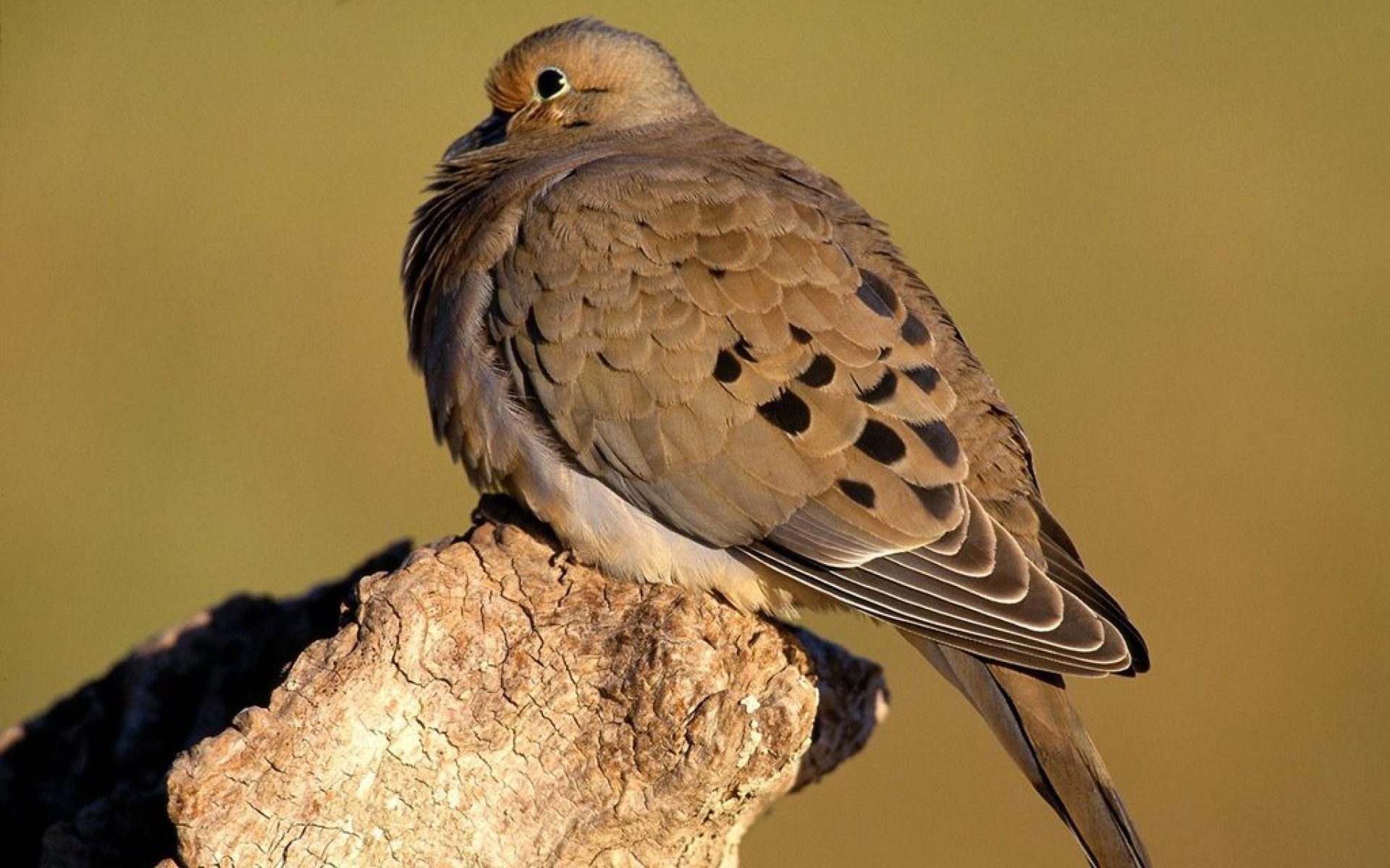 小鸟天地,鸟,儿童桌面专用