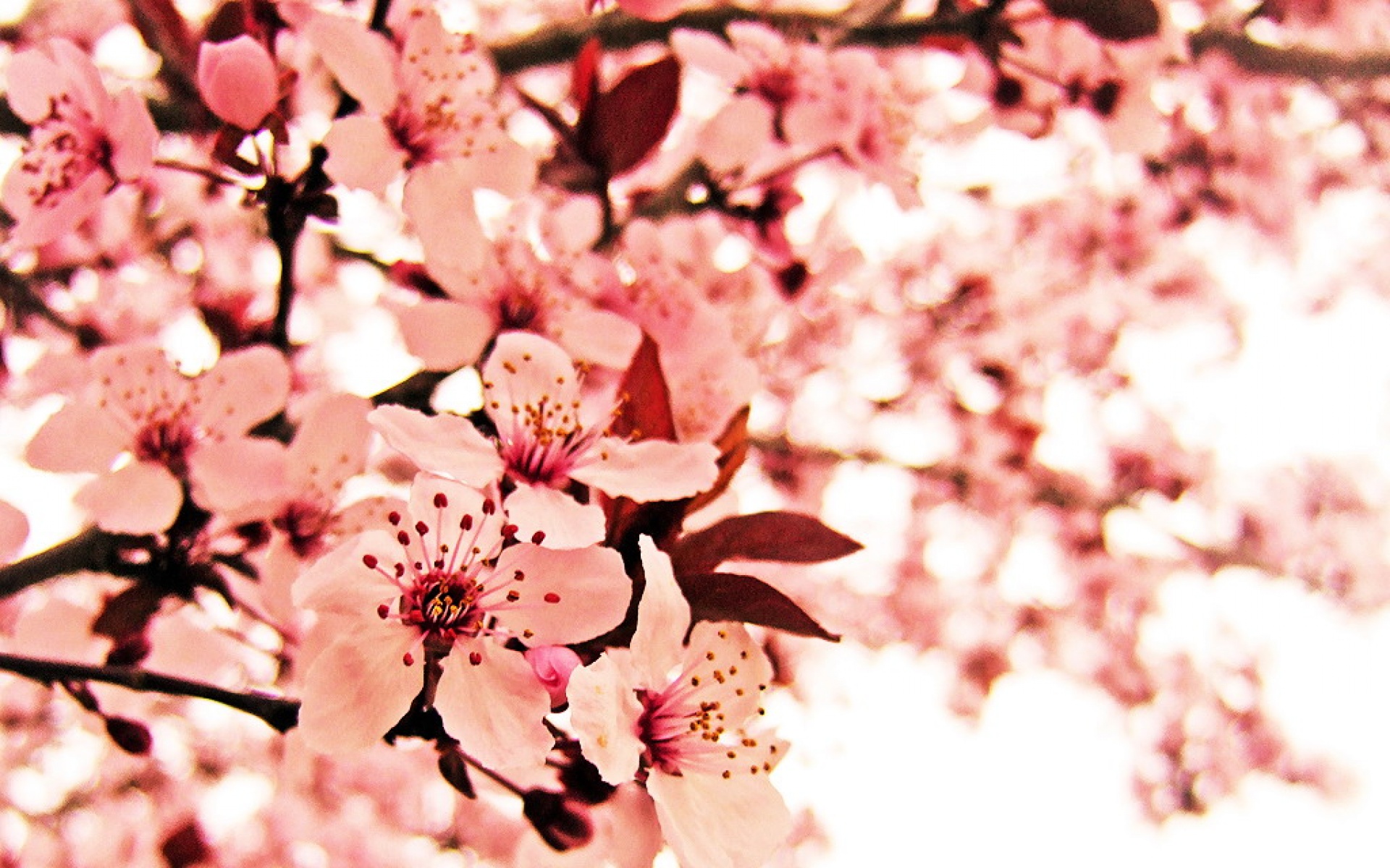 小清新,鸟语花香,花卉,儿童桌面专用