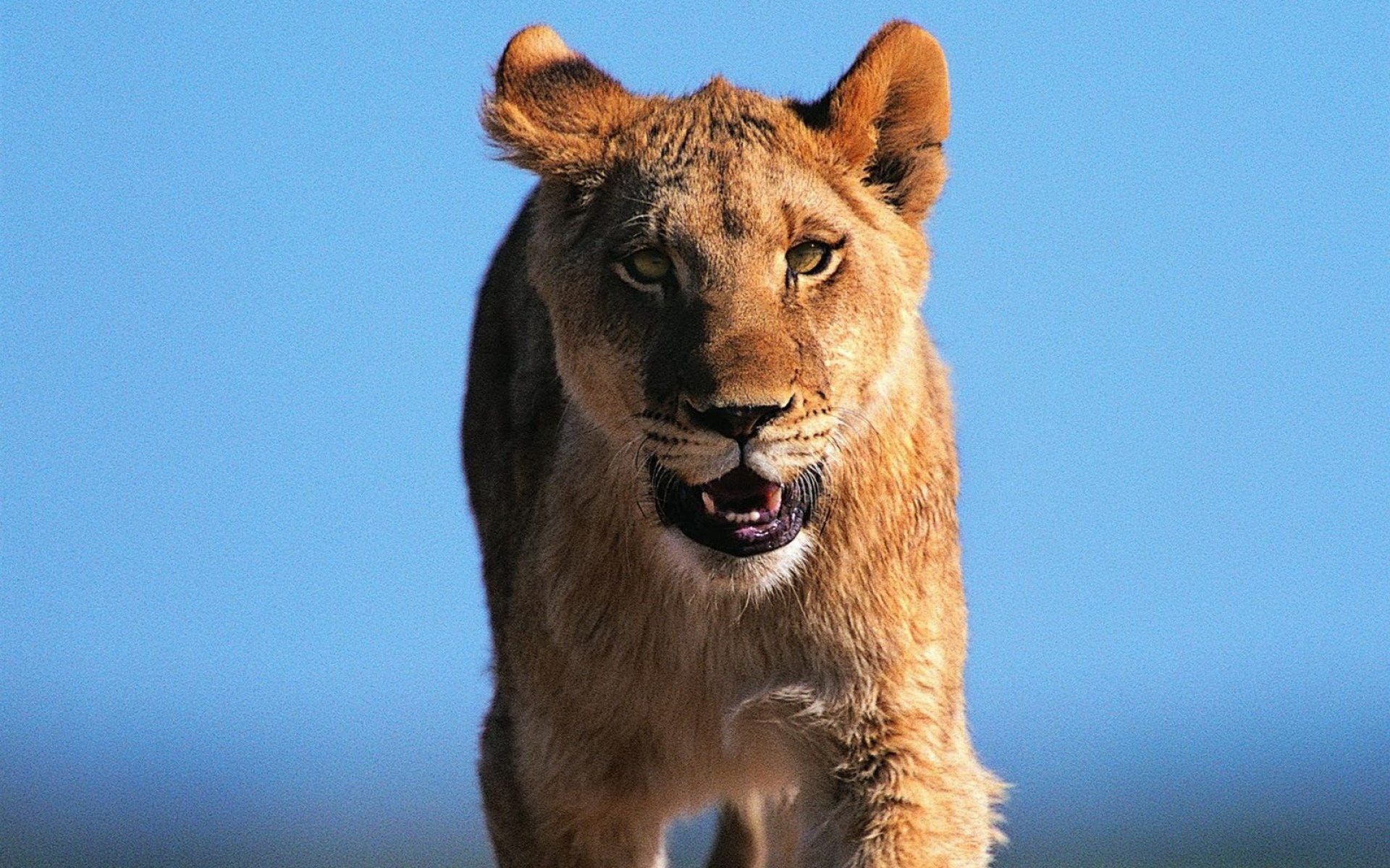 猫科,野兽,动物,2012Y十一月04D,儿童桌面专用