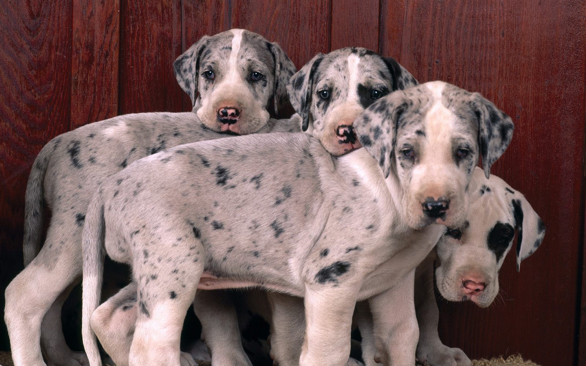 汪星人,儿童桌面专用