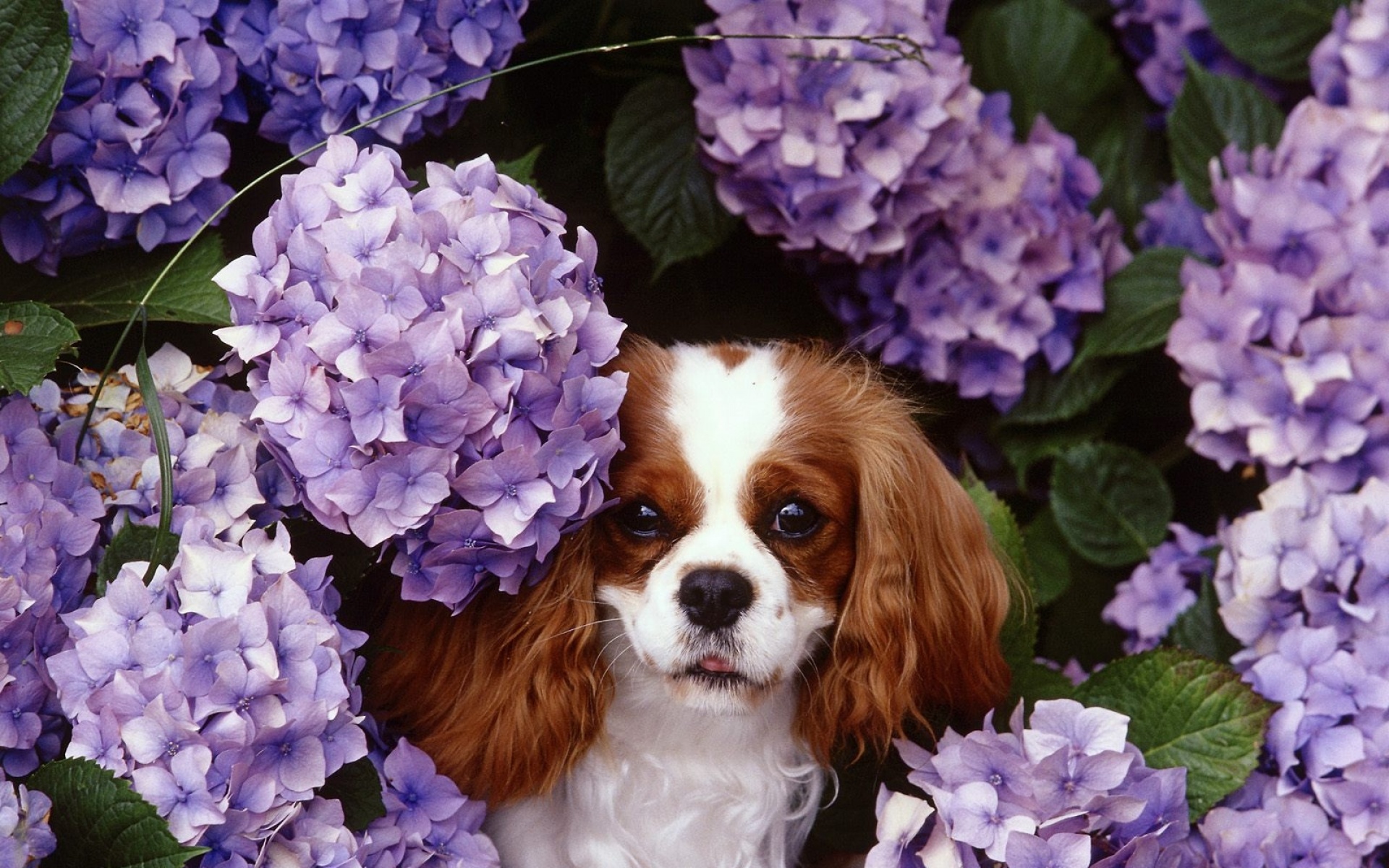 高清,动物,2012Y十一月10D,儿童桌面专用