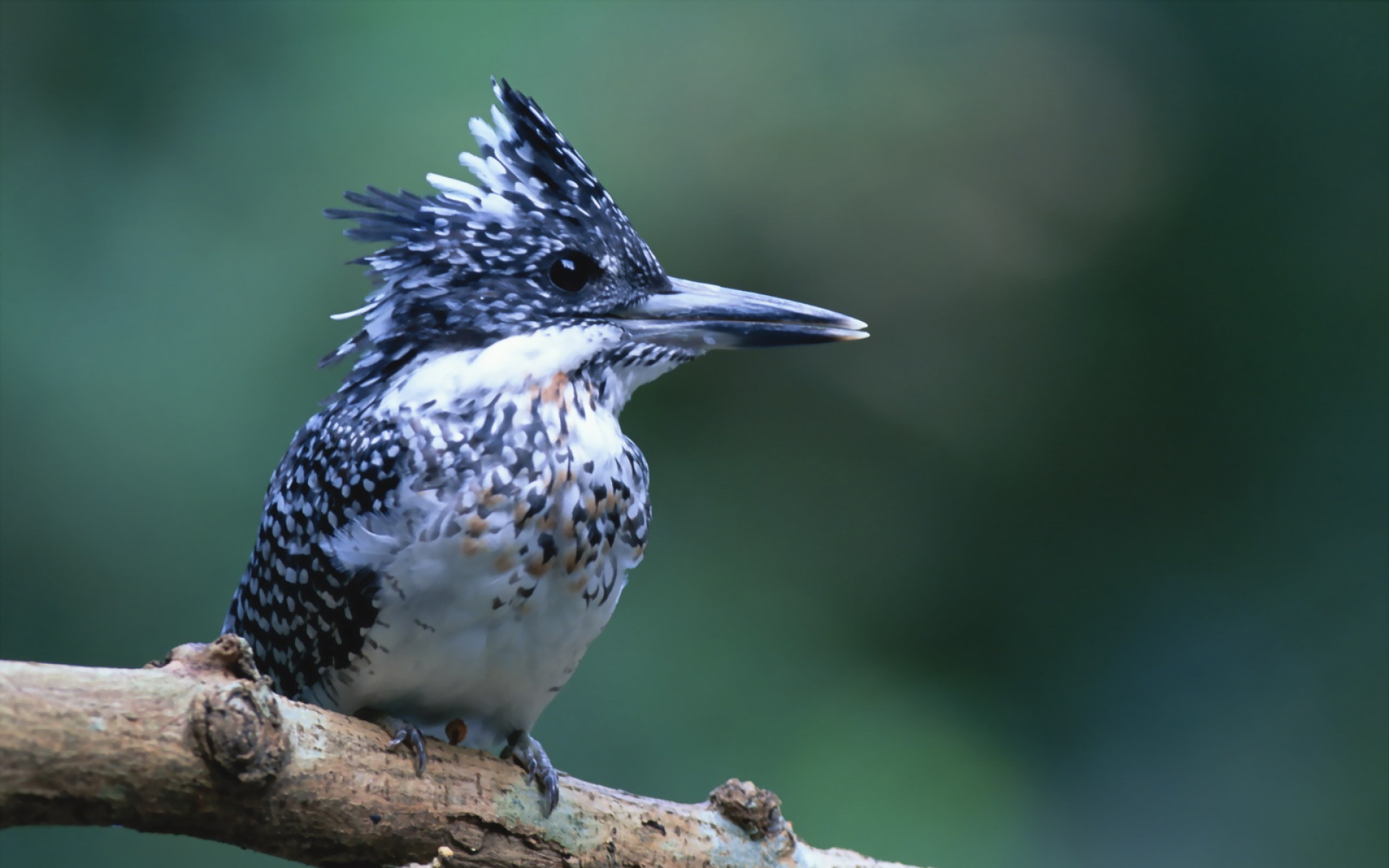 高清,鸟,动物,摄影,2012Y十一月03D,儿童桌面专用