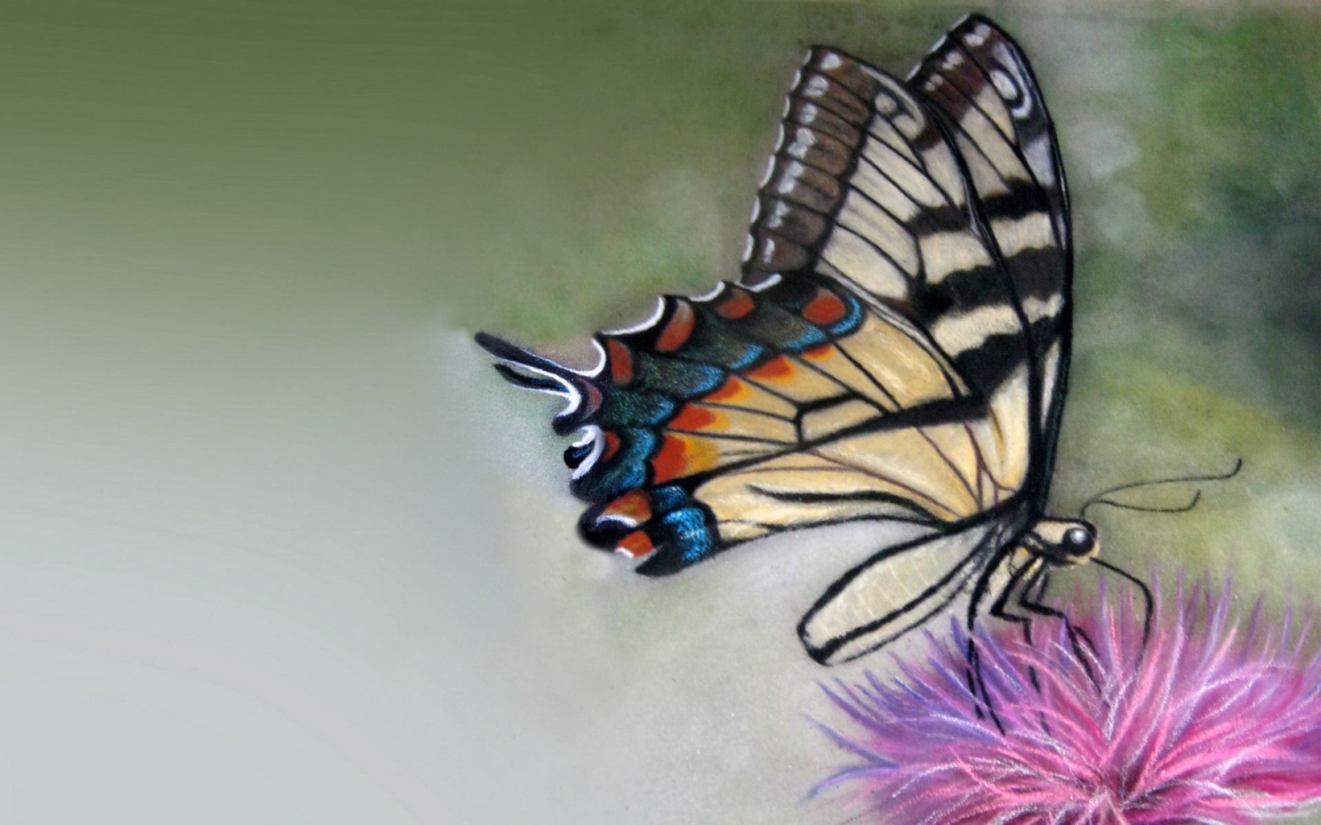 清新,植物,浪漫,美丽,昆虫图,蝴蝶,2012Y十月28D,儿童桌面专用