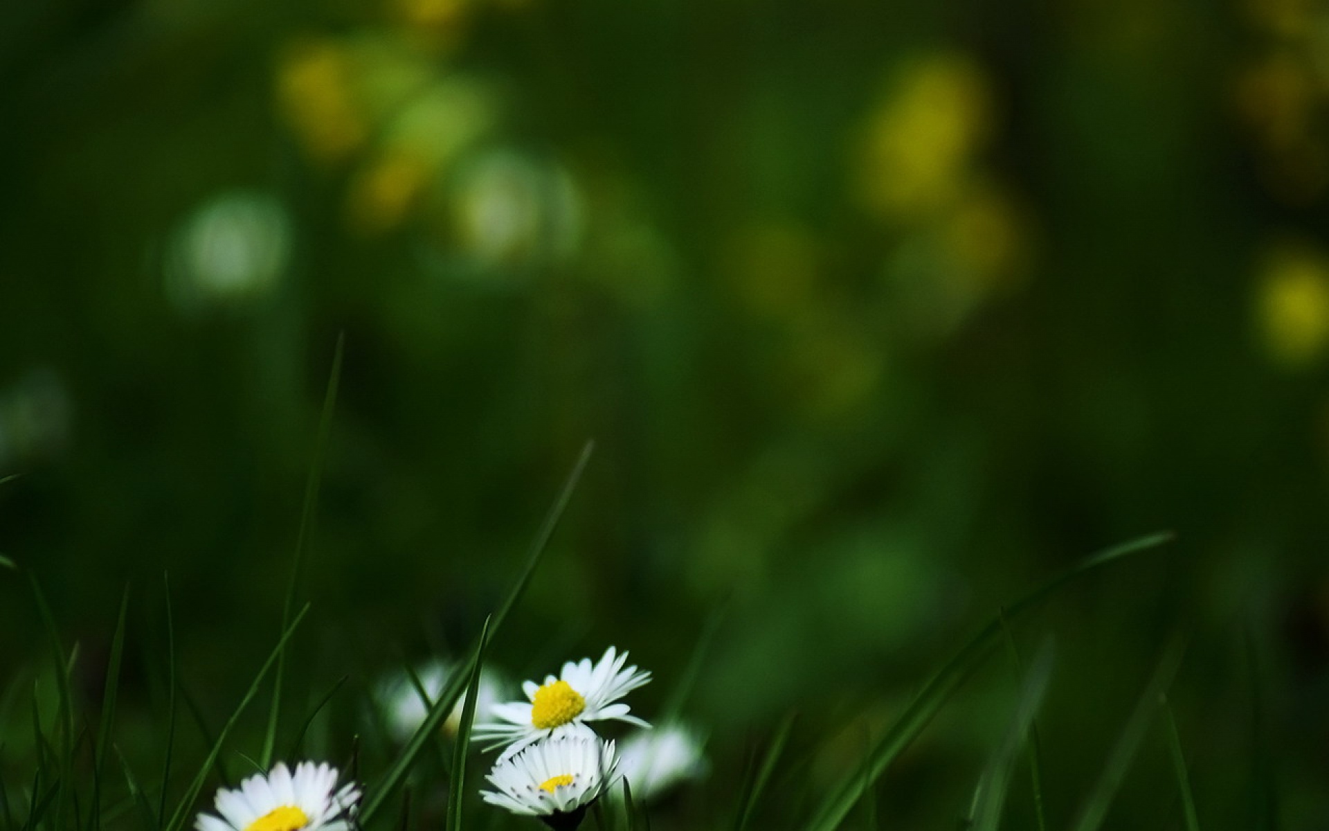 小清新,舒缓压力,绿色,儿童桌面专用
